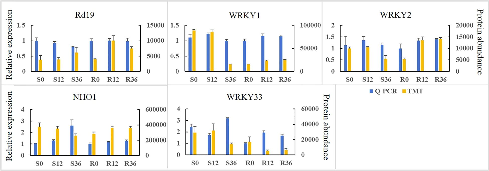 Bar charts comparing relative expression and protein abundance for genes Rd19, WRKY1, WRKY2, NHO1, and WRKY33. Two data sets, Q-PCR in blue and TMT in yellow, are presented for stages S0, S12, S36, R0, R12, and R36.