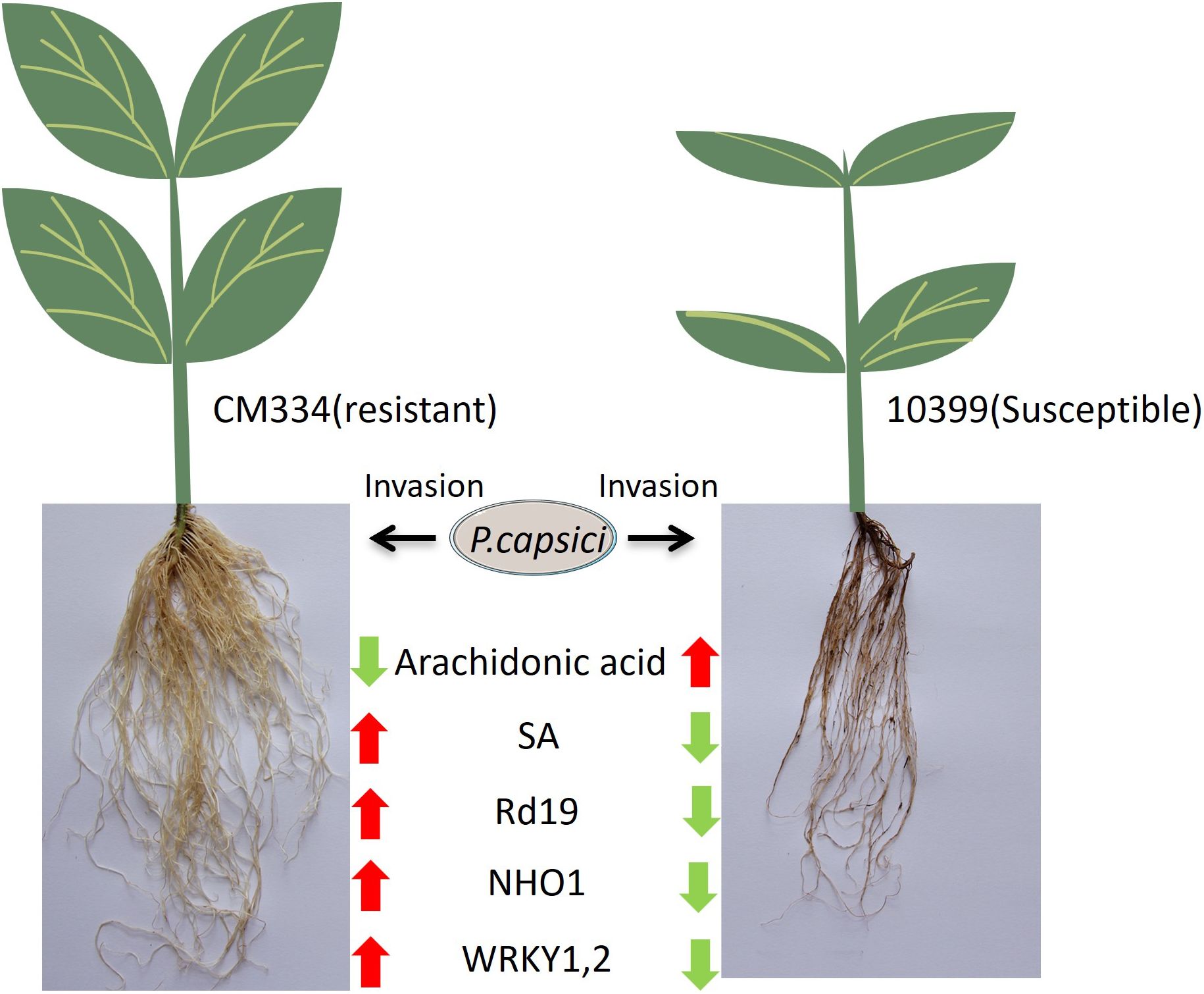 Two plants are shown with roots, labeled as CM334 (resistant) on the left and 10399 (susceptible) on the right. Both are affected by P. capsici invasion. The CM334 plant shows increased levels of salicylic acid (SA), Rd19, NHO1, and WRKY1,2, while arachidonic acid decreases. The 10399 plant shows the opposite response.