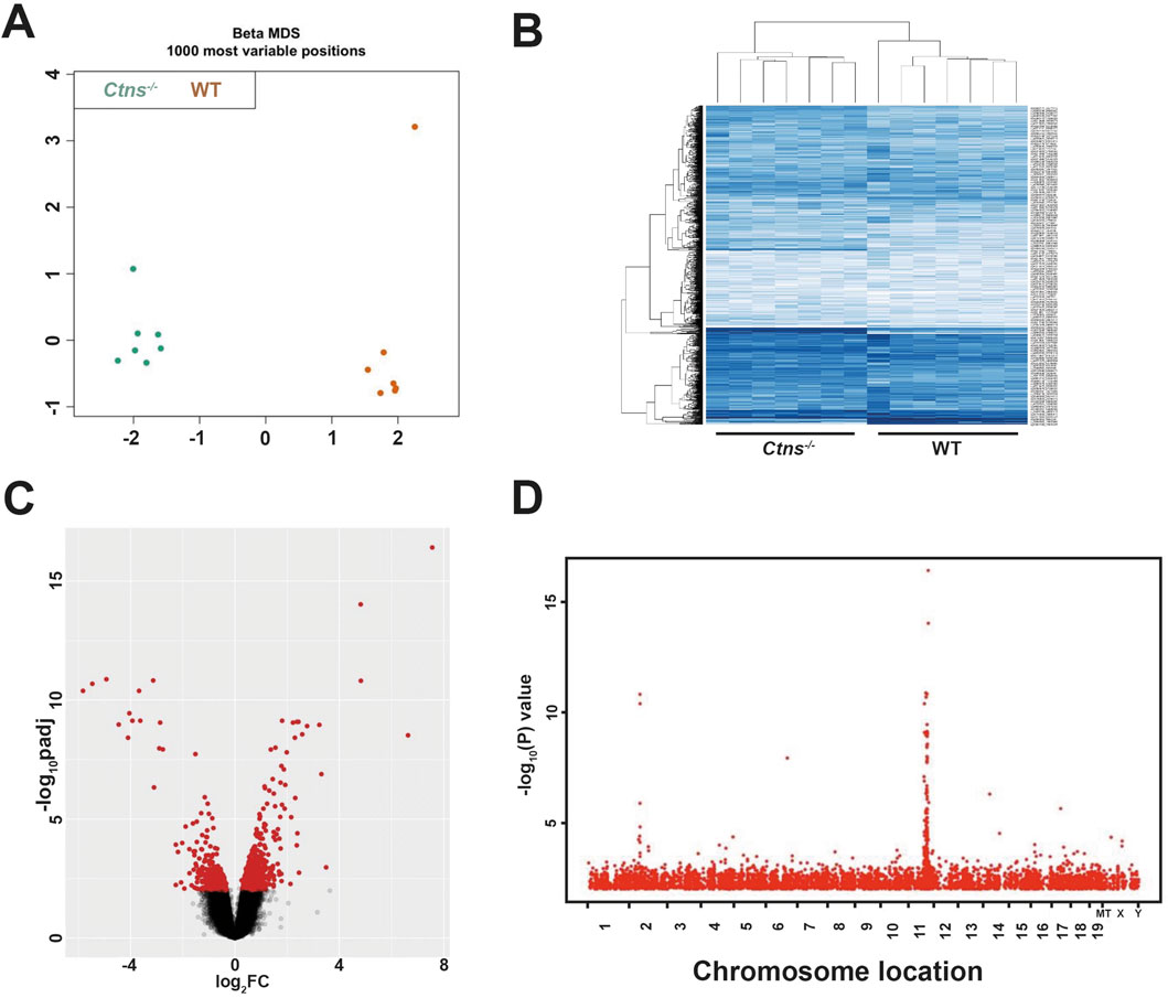 Panel A shows a scatter plot of Beta MDS, highlighting the separation between cyst and WT groups. Panel B presents a heatmap with hierarchical clustering, contrasting gene expression between cyst and WT samples. Panel C illustrates a volcano plot with log2 fold change on the x-axis and -log10 adjusted p-values on the y-axis, highlighting significant gene expression changes. Panel D displays a Manhattan plot, depicting -log10 p values against chromosome locations, pinpointing significant genomic regions.