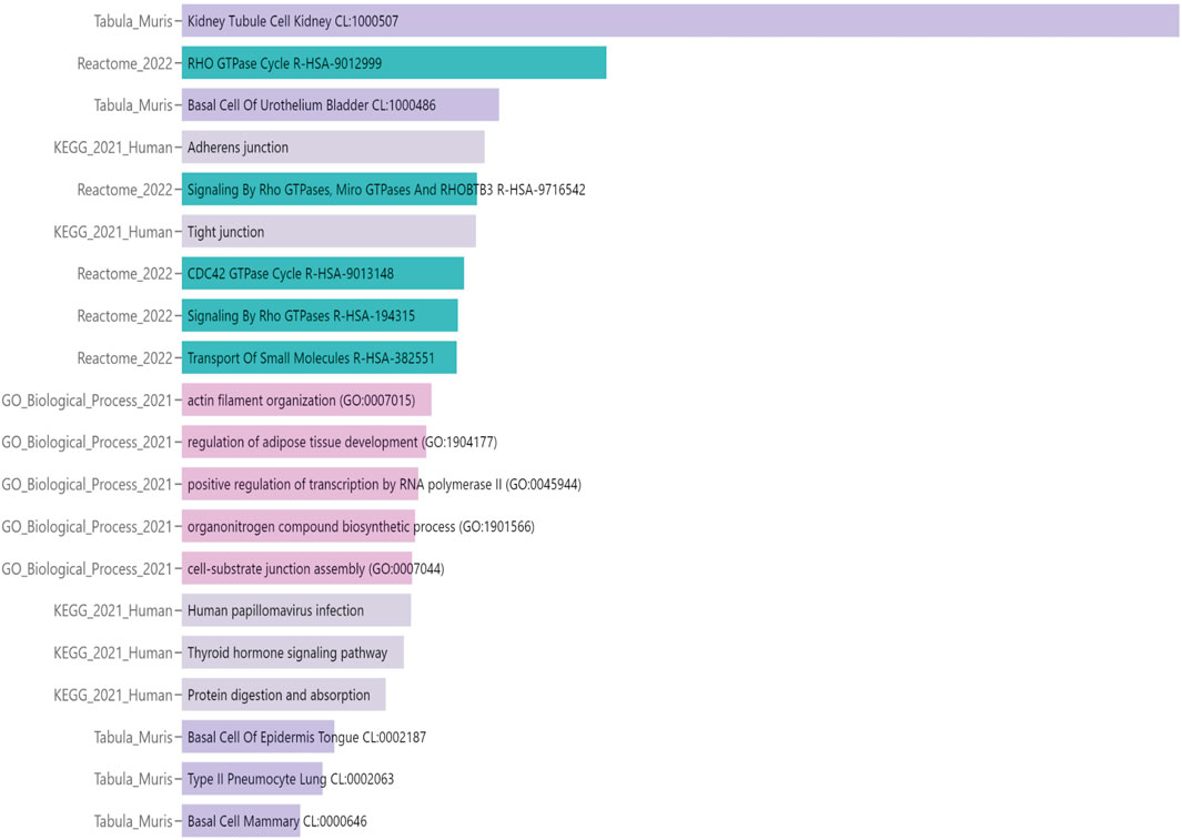 Bar chart displaying various biological processes and pathways with their identifiers. Different pathways such as RHO GTPase Cycle, Adherens Junction, and Cell-Substrate Junction Assembly are shown with associated databases like Reactome, KEGG, and Gene Ontology. Each pathway is represented by a colored bar indicating its length.