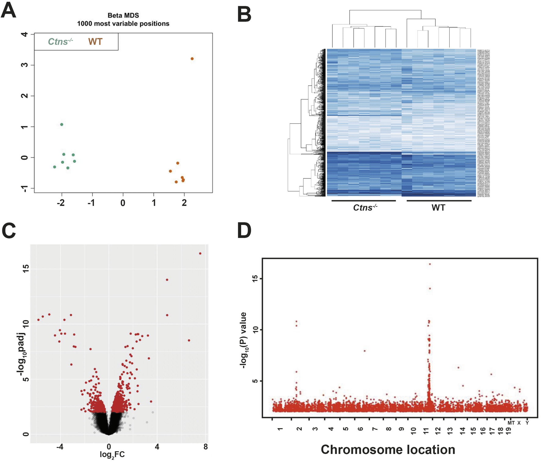 Panel A shows a scatter plot of Beta MDS, highlighting the separation between cyst and WT groups. Panel B presents a heatmap with hierarchical clustering, contrasting gene expression between cyst and WT samples. Panel C illustrates a volcano plot with log2 fold change on the x-axis and -log10 adjusted p-values on the y-axis, highlighting significant gene expression changes. Panel D displays a Manhattan plot, depicting -log10 p values against chromosome locations, pinpointing significant genomic regions.
