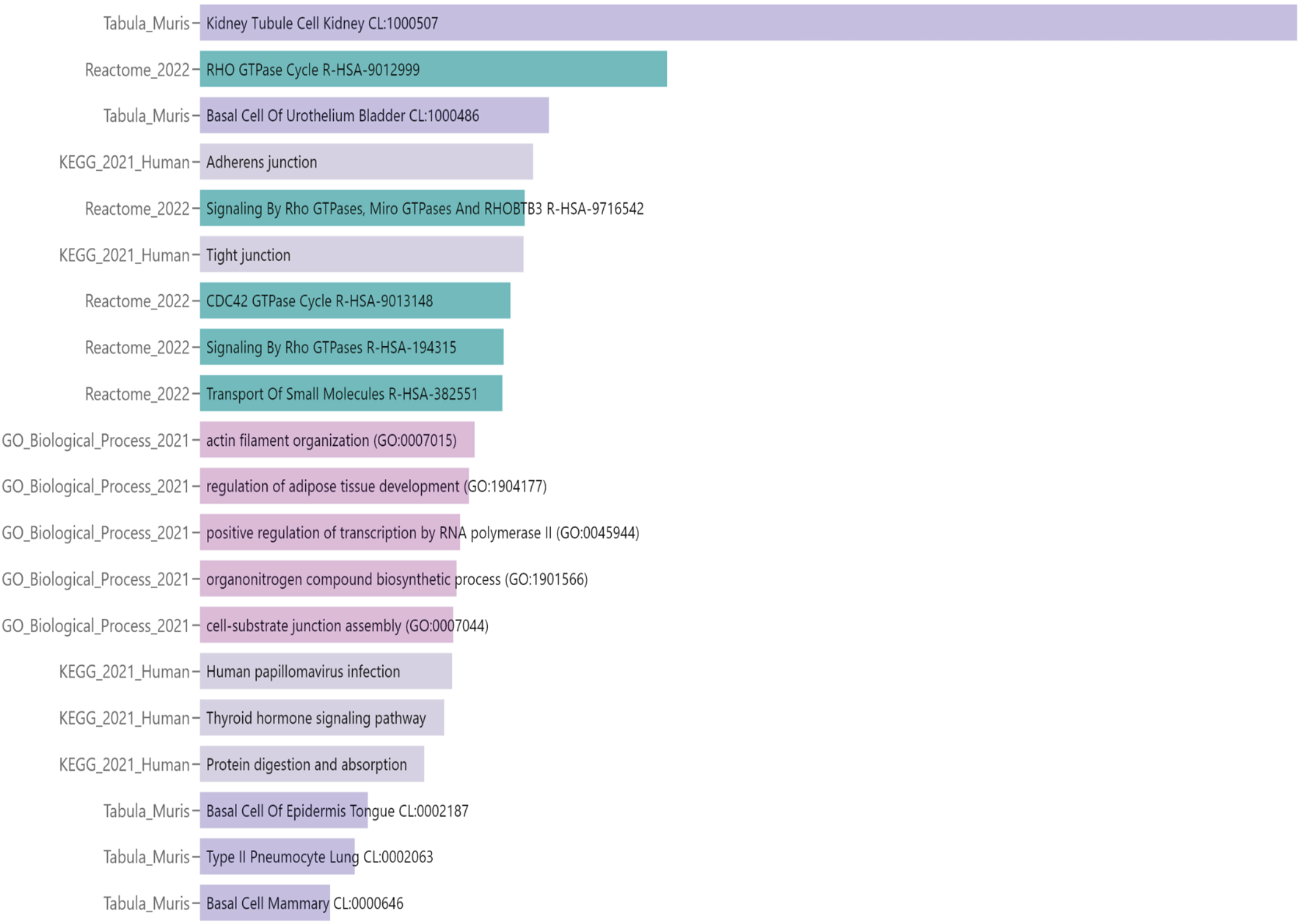 Bar chart displaying various biological processes and pathways with their identifiers. Different pathways such as RHO GTPase Cycle, Adherens Junction, and Cell-Substrate Junction Assembly are shown with associated databases like Reactome, KEGG, and Gene Ontology. Each pathway is represented by a colored bar indicating its length.
