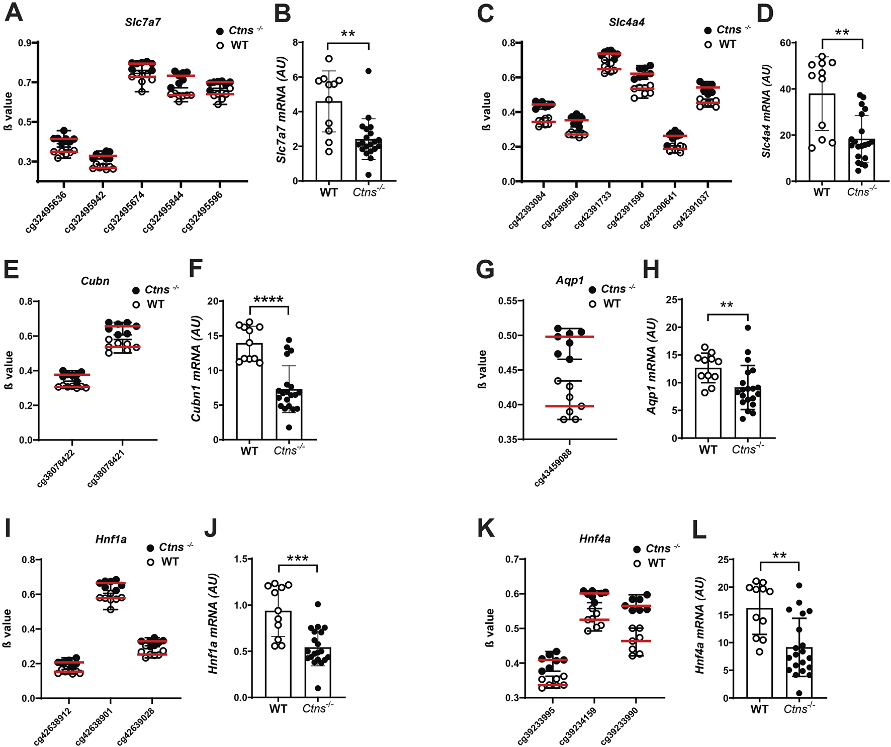 Grouped graphs comparing β values and mRNA expression levels for genes Slc7a7, Slc4a4, Cubn, Aqp1, Hnf1a, and Hnf4a between wild type (WT) and Ctns^-/- samples. Panels A, C, E, G, I, K display β values for different CG sites; panels B, D, F, H, J, L show mRNA levels (AU). Significant differences are indicated with asterisks.