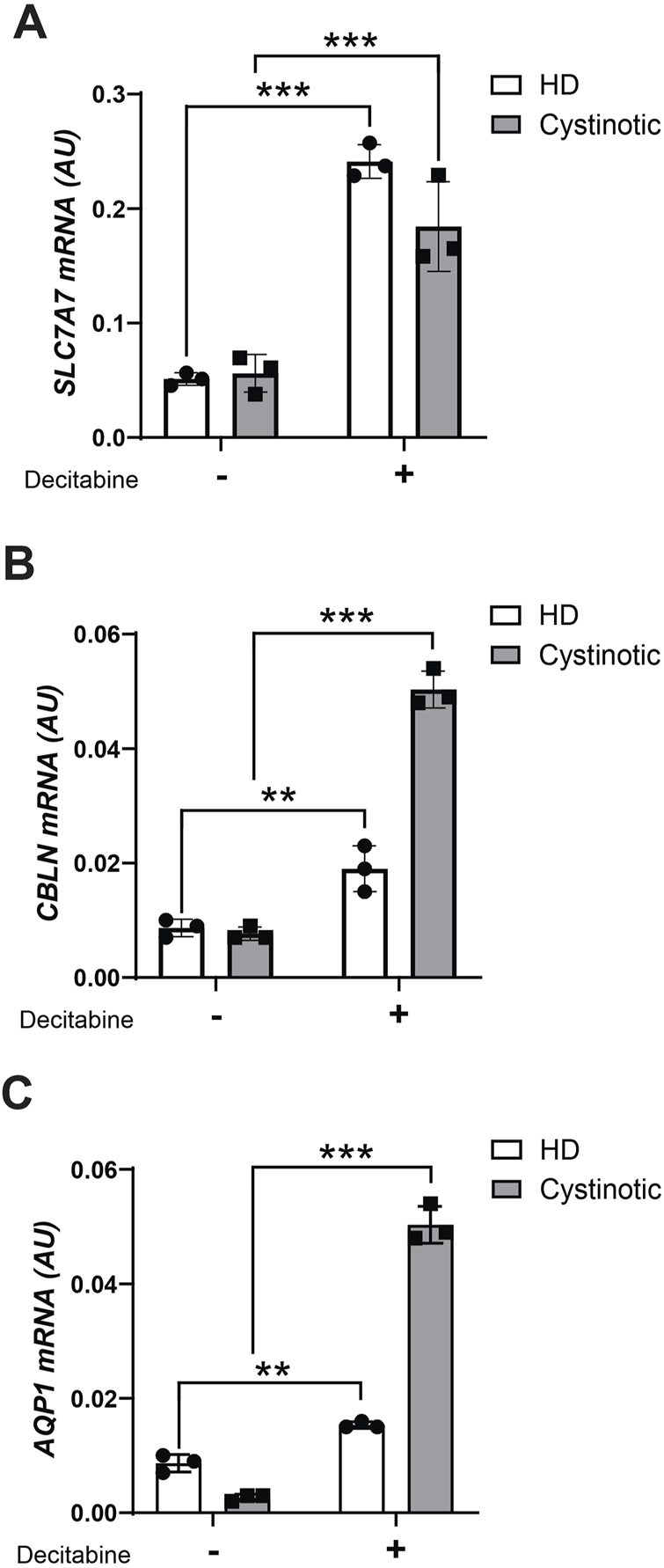 Bar graphs labeled A, B, and C show the mRNA levels of SLC7A7, CBLN, and AQP1, respectively, in human dermal (HD) and cystinotic cells with and without Decitabine treatment. Significant increases in mRNA levels are indicated in the Decitabine-treated cystinotic group in each graph, shown by asterisks denoting statistical significance levels.