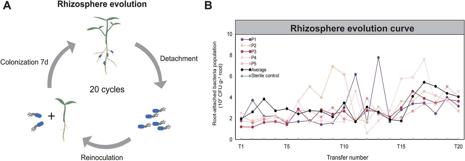 Diagram illustrating rhizosphere evolution and a graph showing rhizosphere evolution curves. Diagram (A) depicts a cycle of colonization, detachment, and reinoculation occurring over 7 days for 20 cycles involving roots and bacteria. Graph (B) plots root-attached bacteria population over 20 transfers, with different lines representing populations P1 to P5, average, and sterile control. The y-axis measures population in units of 10^7 CFU per gram of root, and the x-axis lists transfer numbers T1 to T20.