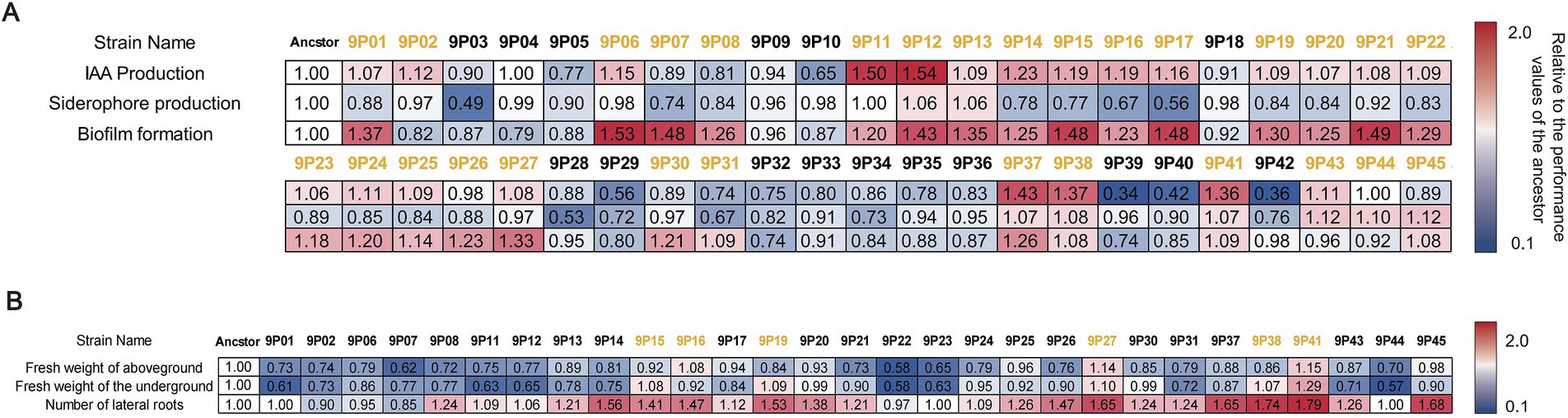 Table A displays the performance values of different bacterial strains (9P01 to 9P45) relative to an ancestor for IAA production, siderophore production, and biofilm formation. The data is color-coded from blue (lower performance) to red (higher performance). Table B shows the fresh weight of aboveground and underground parts and the number of lateral roots for the same strains, with similar color coding indicating relative performance. Both tables include a color gradient legend from 0.1 to 2.0.
