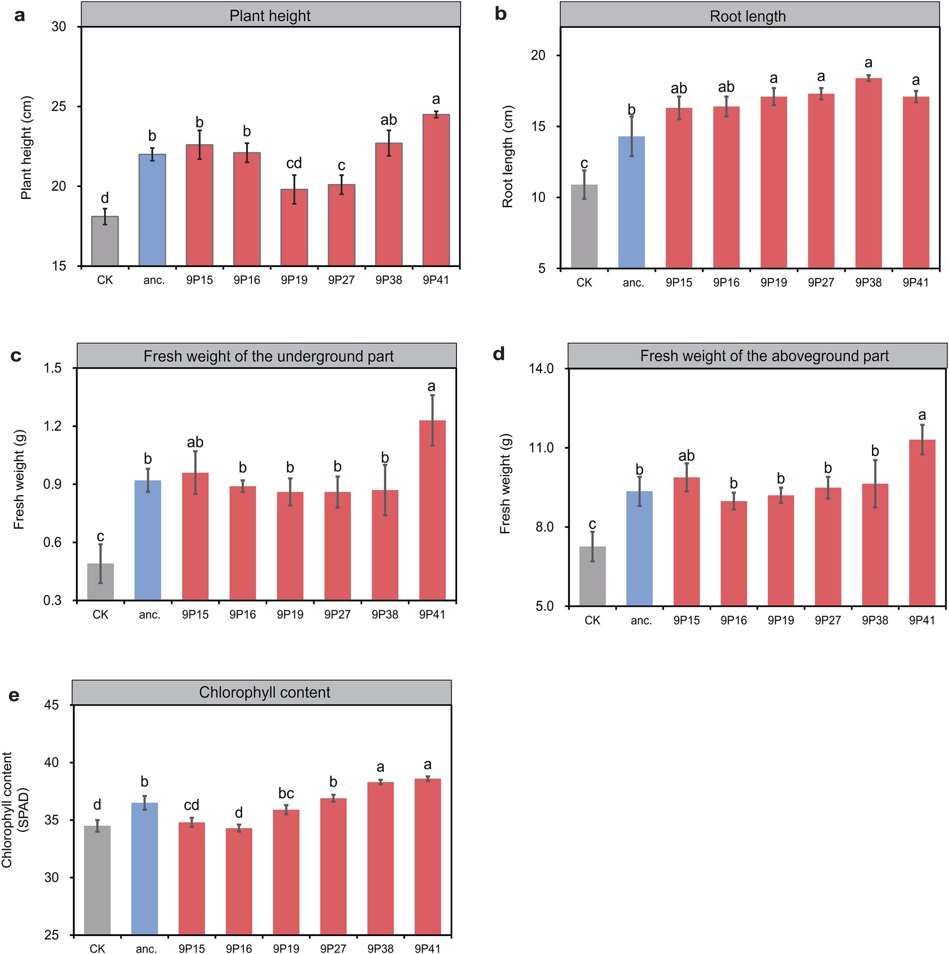 Bar charts labeled a to e show measurements for different plant characteristics across several treatments. Chart a depicts plant height, showing 9P41 with the highest value. Chart b shows root length, with similar high values for several treatments. Chart c indicates fresh weight of the underground part, with 9P41 highest. Chart d represents fresh weight of the aboveground part, again with 9P41 leading. Chart e details chlorophyll content, where 9P41 also ranks highest. Different letters indicate significant differences among treatments.