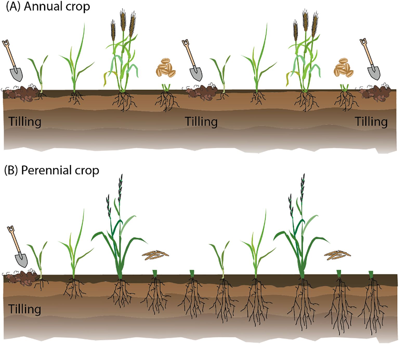 Illustration comparing annual and perennial crops. Panel A: Annual crops with shallow roots and multiple instances of tilling, indicated by several shovels and disturbed soil. Panel B: Perennial crops with deep, extensive root systems and only one instance of tilling, represented by a single shovel and less disturbed soil. The image highlights the contrast in root depth and soil disturbance between the two cropping systems.
