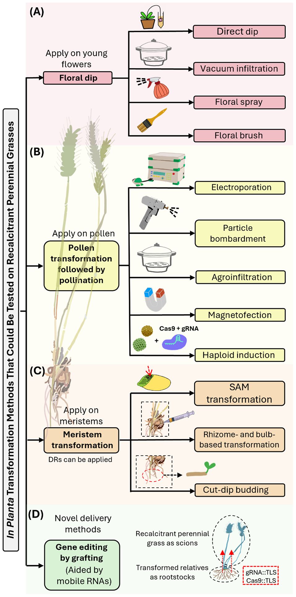 Diagram detailing in planta transformation methods for recalcitrant perennial grasses: (A) Floral dip techniques like direct dip, vacuum infiltration, floral spray, and brush for young flowers. (B) Pollen transformation with electroporation, particle bombardment, agroinfiltration, magnetofection, and haploid induction. (C) Meristem transformation involves SAM transformation, rhizome and bulb-based transformation, and cut-dip budding. (D) Gene editing by grafting using mobile RNAs, with transformed relatives as rootstocks.