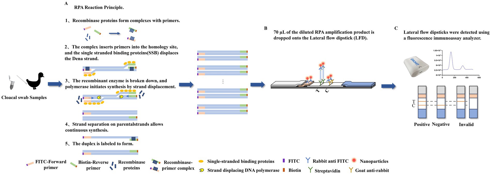 Diagram depicting the RPA reaction principle and detection process for cloacal swab samples. Part A illustrates that the recombinase polymerase amplification (RPA) reaction is applied to amplify double-stranded DNA fragments labeled with fluorescein isothiocyanate (FITC) and biotin. Part B involves applying RPA product to a lateral flow dipstick. Part C shows the detection using a fluorescence immunoassay analyzer, with results classified as positive, negative, or invalid. Components include FITC-forward and biotin-reverse primers, recombinase proteins, and more, with visual indicators for each step.