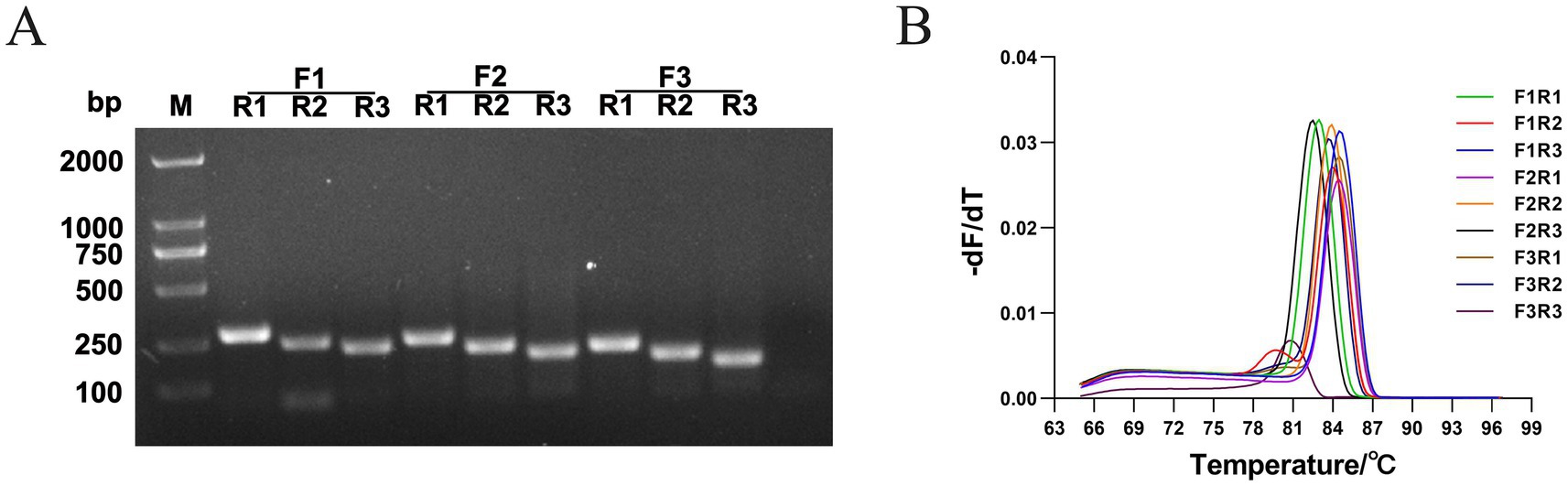 Optimal primer pair screening. (A) Nine pairs (F1R1-F3R3) for PCR; 1.5% agarose gel electrophoresis visualized amplified fragments. (B) qPCR with these pairs yielded melt curves (DAdV-3 DNA 1:1000 dilution).