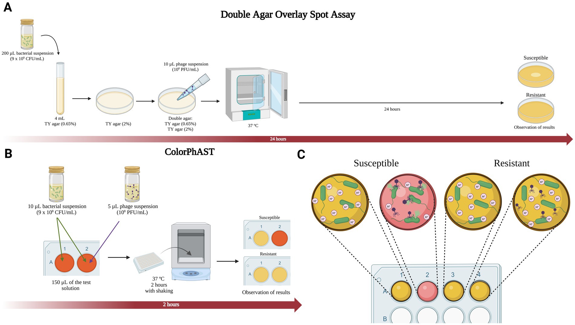 Diagram illustrating two methods for determining bacterial susceptibility. Part A shows the Double Agar Overlay Spot Assay, involving bacterial and phage suspensions on agar, incubated for 24 hours at 37°C, with results indicating susceptibility or resistance. Part B displays ColorPhAST, using bacterial and phage suspensions in test solutions incubated with shaking for 2 hours at 37°C, with results observed in color changes. Part C provides detailed visuals of susceptible and resistant reactions in wells.