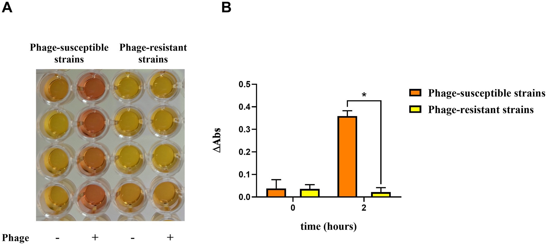 Panel A shows a 24-well plate with varying colors: phage-susceptible strains appear orange, while phage-resistant strains appear yellow. Panel B is a bar graph depicting changes in absorbance over time. Phage-susceptible strains (orange) show a significant increase in absorbance at two hours compared to phage-resistant strains (yellow), marked by an asterisk indicating statistical significance.