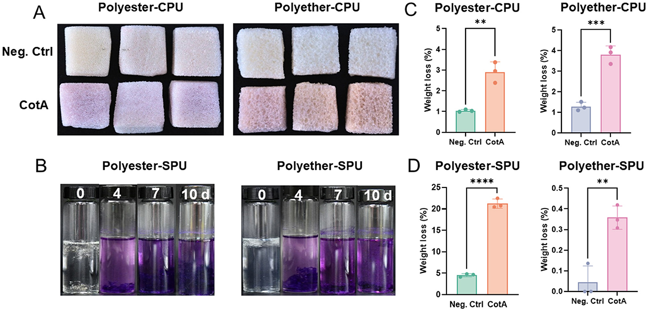 (A) shows polyester-CPU and polyether-CPU in negative control and CotA groups, displaying color changes. (B) depicts polyester-SPU and polyether-SPU in clear and purple solutions over 10 days. (C) is bar graphs for polyester-CPU and polyether-CPU weight loss percentages, with significant differences between negative control and CotA. Panel D shows similar graphs for polyester-SPU and polyether-SPU, with high weight loss in CotA groups.
