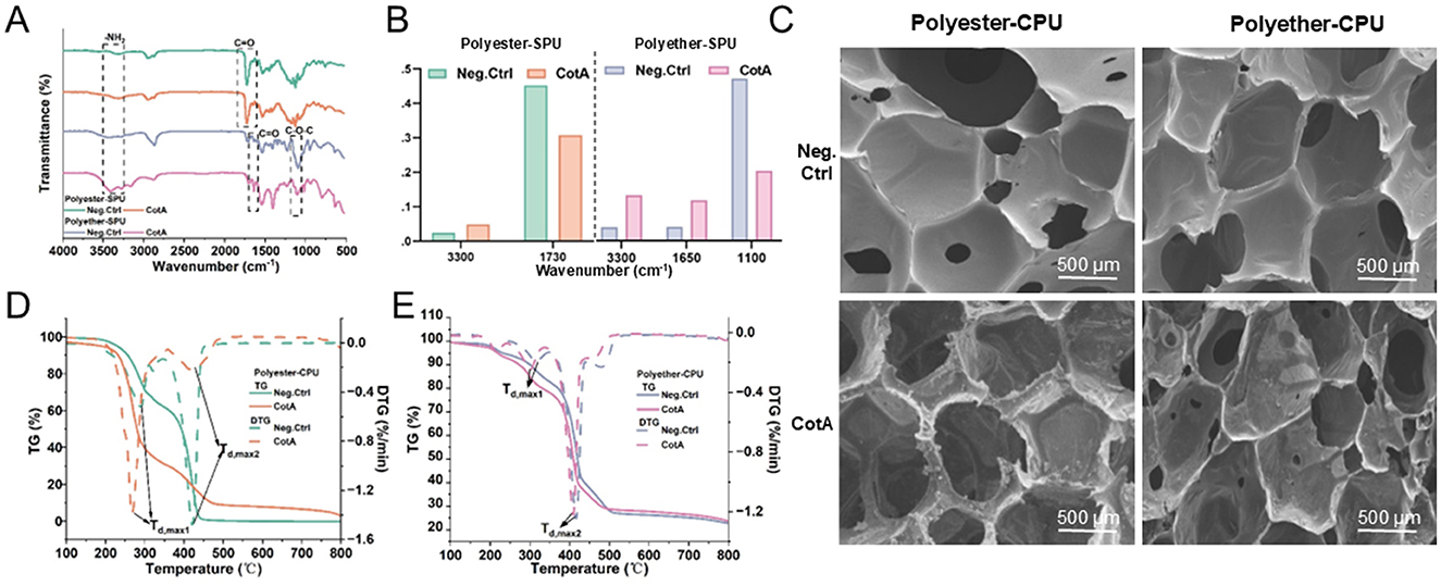 A composite image presents multiple analyses of materials. (A) shows FTIR spectra of different polymer samples, highlighting peaks corresponding to various chemical groups. (B) displays a bar graph of absorbance measurements at specific wavenumbers for polyester-SPU and polyether-SPU. (C) consists of SEM images showing surface morphology at 500 micrometers scale for polyester-CPU and polyether-CPU with control and CotA treatments. (D) features a thermogravimetric analysis (TGA) graph and derivative thermogravimetric (DTG) curves for polyester-CPU and polyether-CPU, indicating thermal degradation points. (E) shows similar TGA and DTG data for polyester-SPU and polyether-SPU.