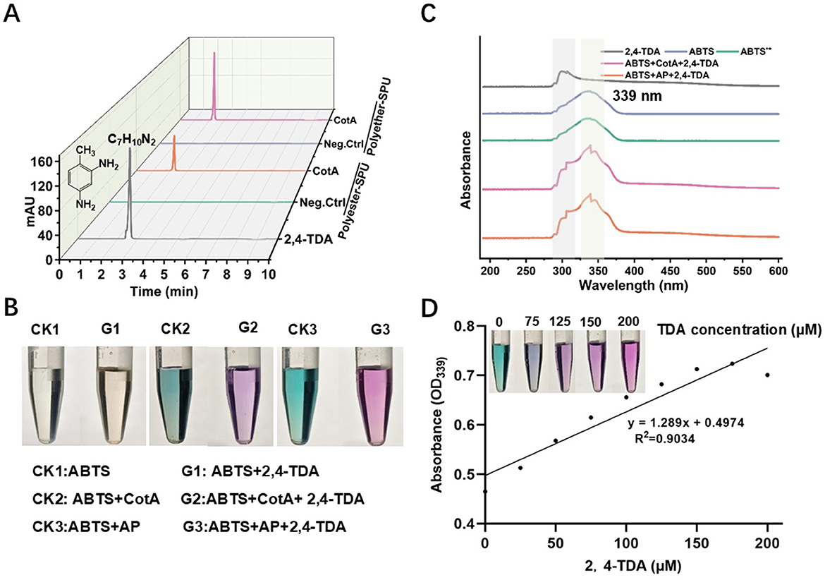 (A) displays a chromatogram with different compounds and peaks. (B) shows six test tubes with varying colors, labeled CK1, G1, CK2, G2, CK3, and G3, indicating different reactions. (C) presents absorbance spectra at 339 nm for various mixtures, with distinct peaks. (D) is a scatter plot showing a linear relationship between 2,4-TDA concentration and absorbance, with a regression line and image of test tubes at various concentrations.