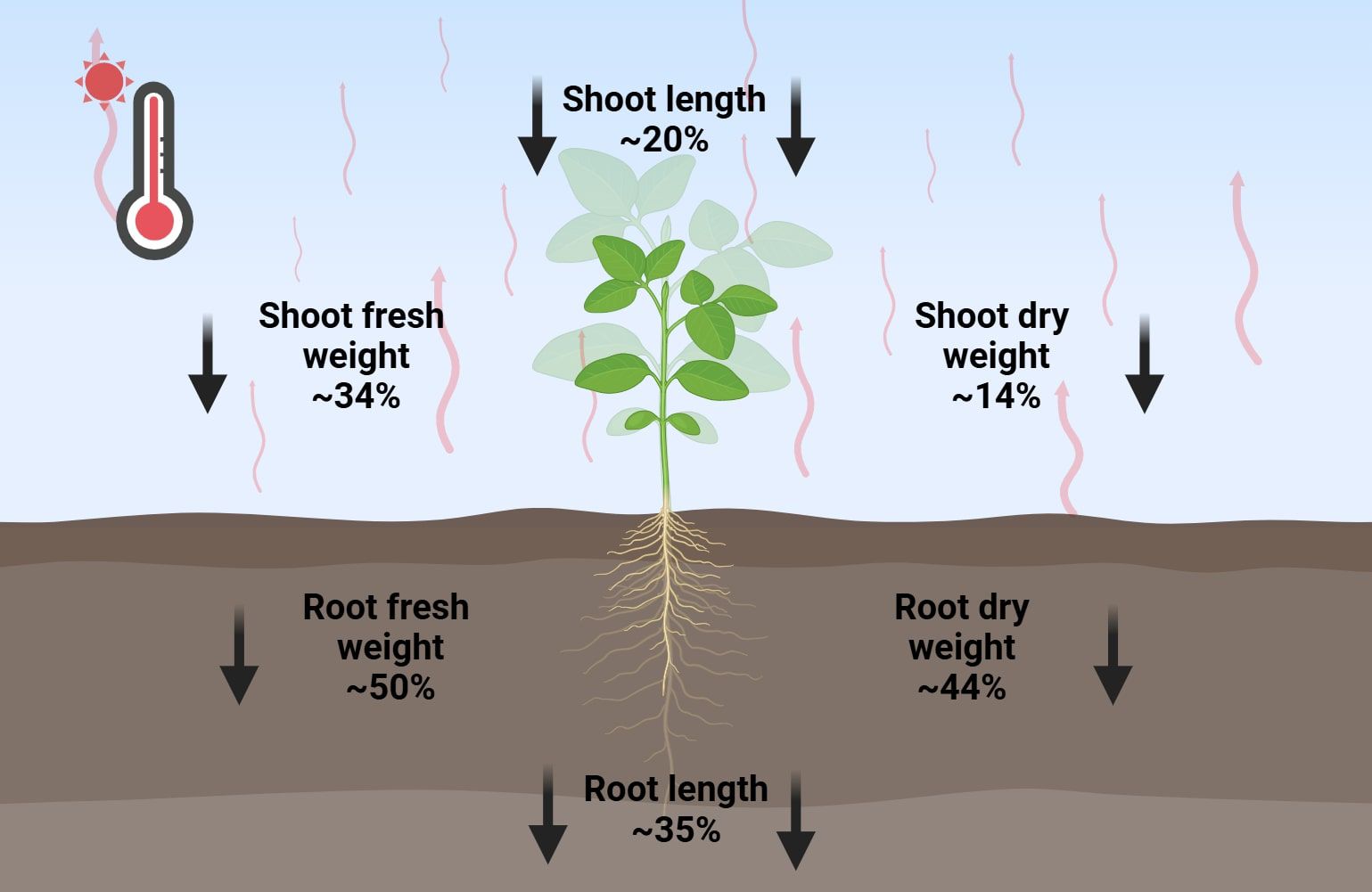 Illustration of a plant showing the effects of heat stress on growth. It indicates a decrease in shoot length by 20%, shoot fresh weight by 34%, shoot dry weight by 14%, root fresh weight by 50%, root dry weight by 44%, and root length by 35%. Heat is shown by a thermometer icon and red wavy lines.