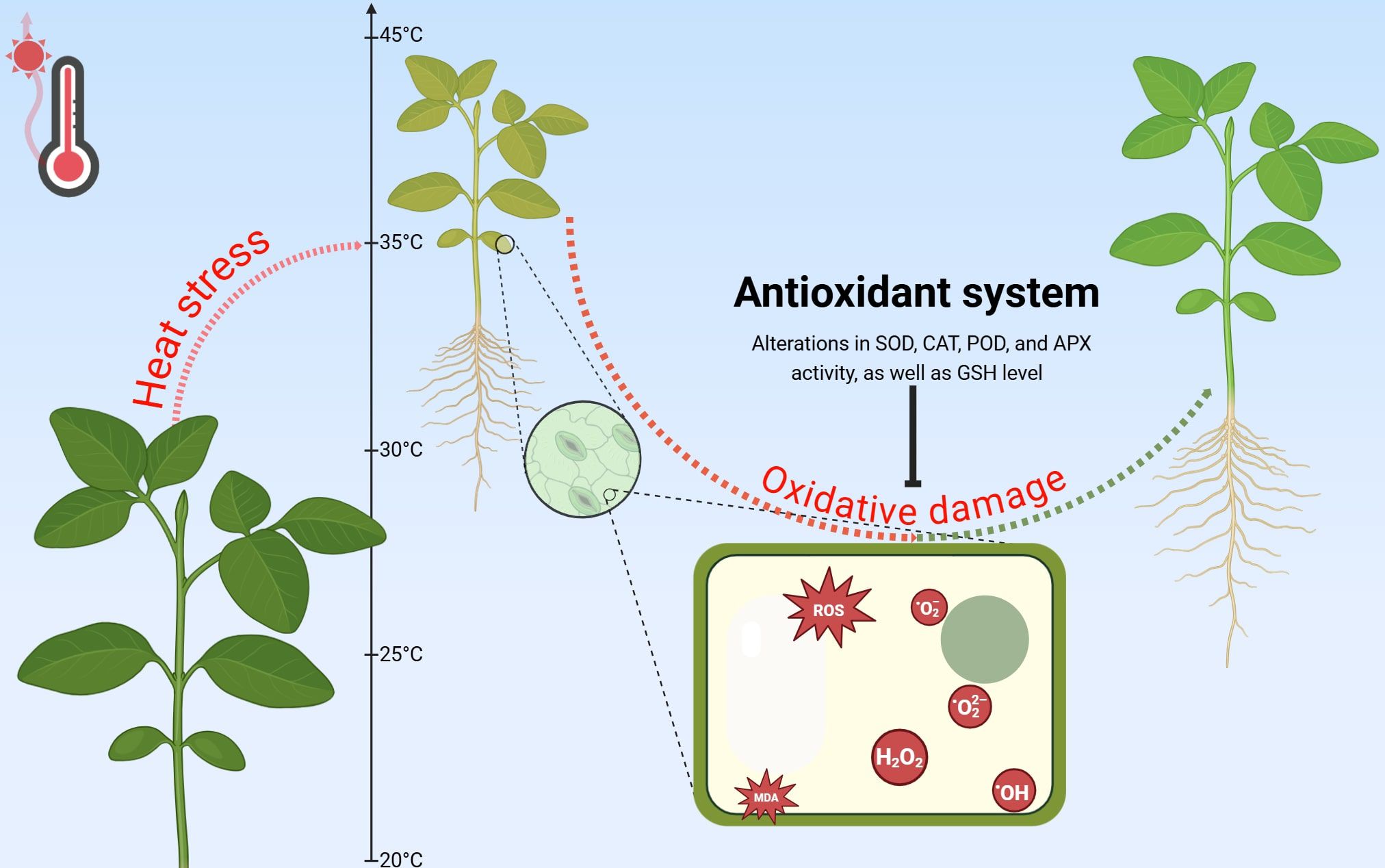Illustration of plant response to heat stress, showing oxidative damage. Details include alterations in the antioxidant system: SOD, CAT, POD, APX activity, and GSH levels. Inset highlights oxidative molecules like ROS, H₂O₂, and O₂.