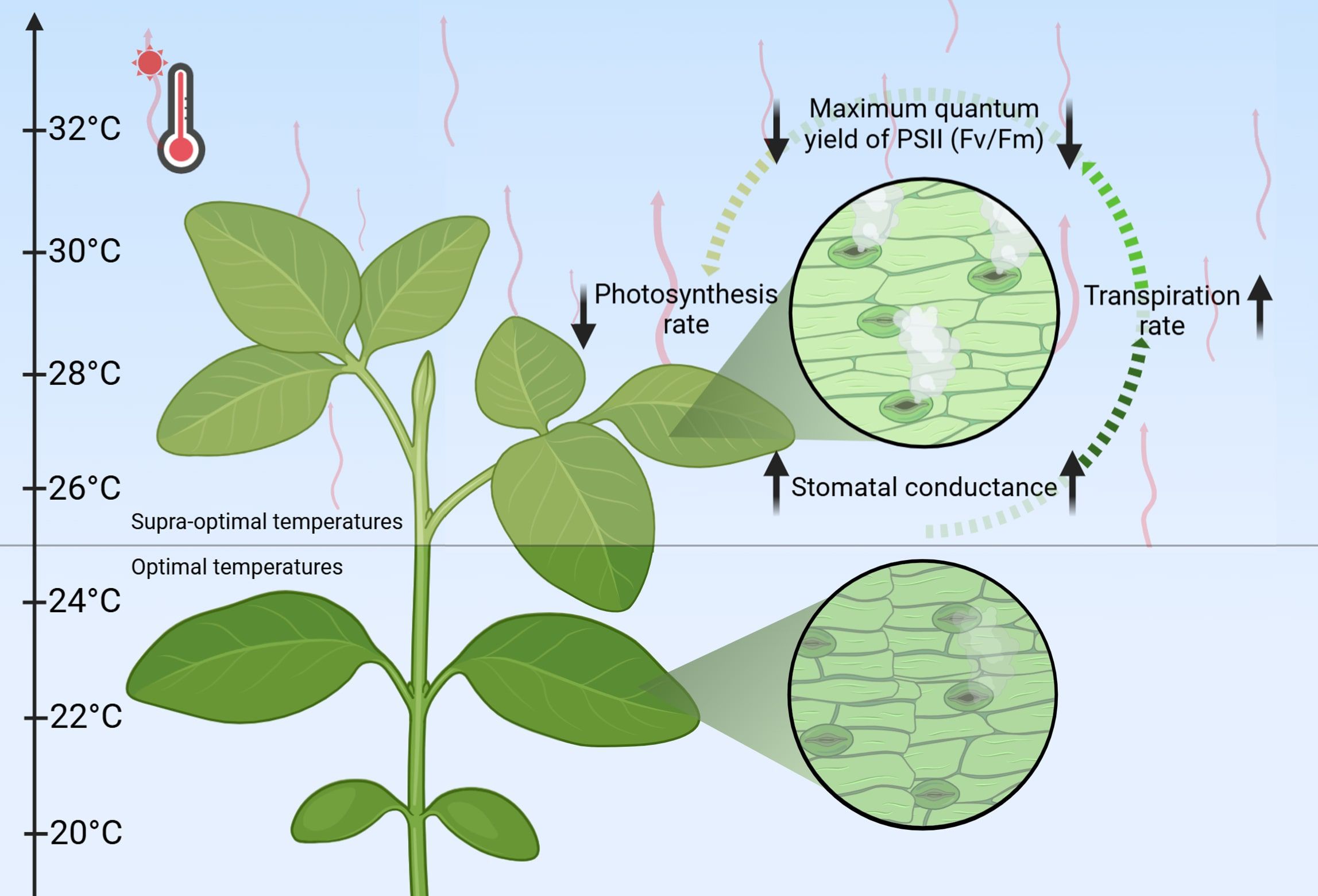 Illustration showing a plant with a temperature scale ranging from twenty to thirty-two degrees Celsius. At supra-optimal temperatures, photosynthesis rate, maximum quantum yield of PSII, and stomatal conductance decrease, while transpiration rate increases. Magnified sections display stomatal structures on leaves.