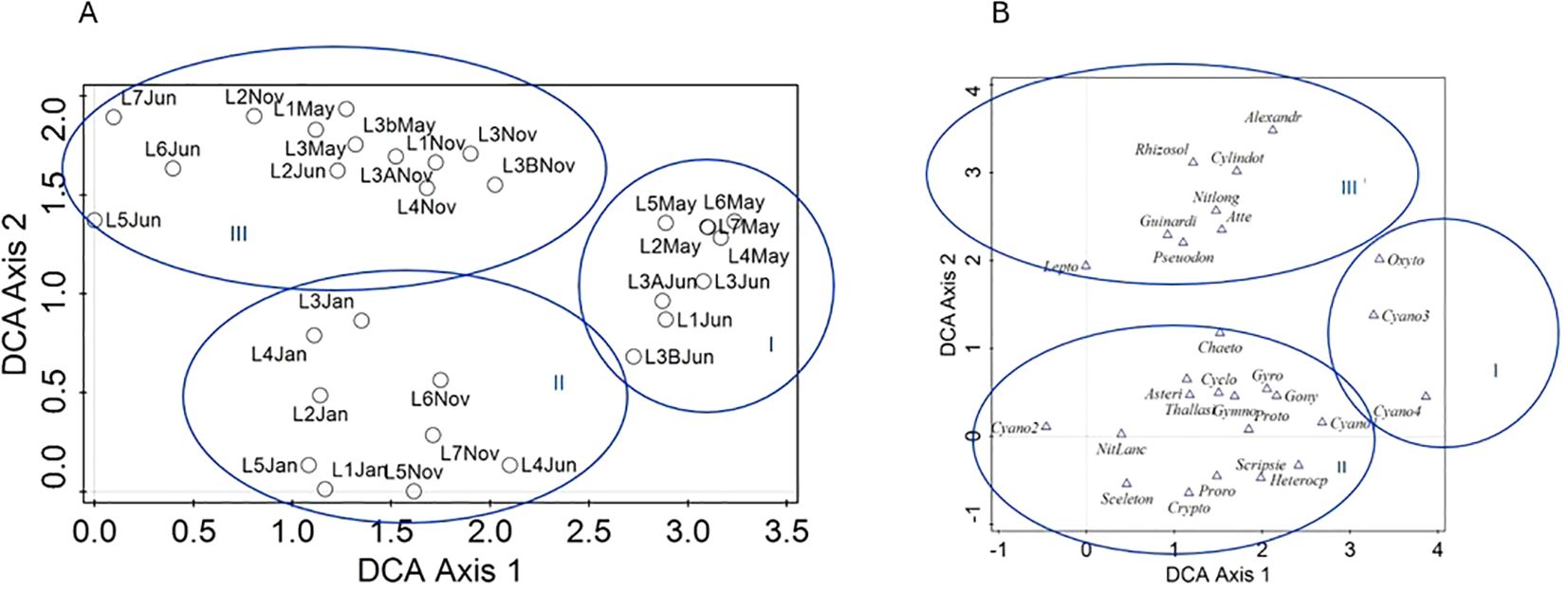 Two scatterplots labeled A and B comparing data on DCA Axis 1 and DCA Axis 2. Plot A displays data points in three clusters numbered I, II, and III, each enclosed by a blue oval, labeled by month abbreviations with varying numeric prefixes. Plot B also shows centralized clusters, labeled I, II, and III, containing various labeled triangles and circles, indicating different data types. Both plots illustrate distribution patterns within designated clusters, emphasizing spatial separation.