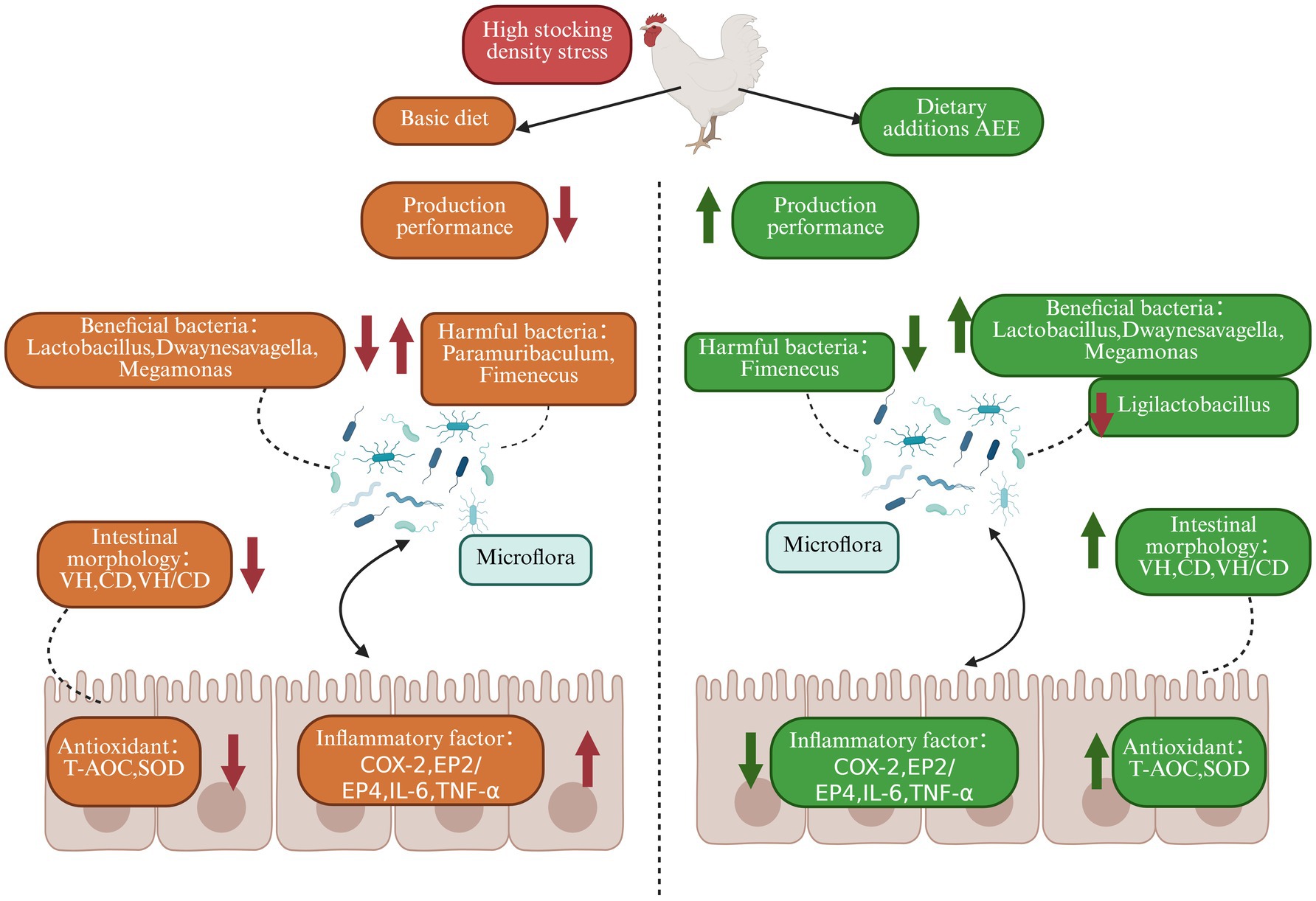 Flowchart showing the effects of high stocking density stress on poultry with and without dietary additions (AEE). On the left, a basic diet leads to decreased production, reduced beneficial bacteria, increased harmful bacteria, impaired intestinal morphology, and increased inflammation. On the right, dietary additions improve production, reduce harmful bacteria, enhance beneficial bacteria and intestinal morphology, and decrease inflammation. Arrows indicate changes in levels.