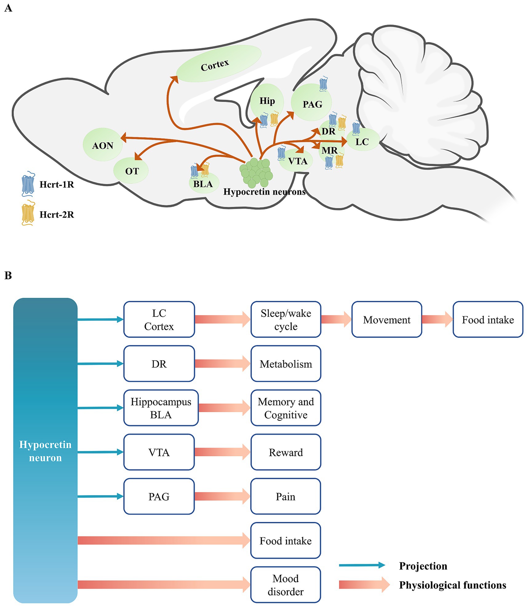 Diagram showing (A) the brain regions where hypocretin neurons project, including the cortex, hippocampus (Hip), periaqueductal gray matter (PAG), median raphe (MR), dorsal raphe (DR), ventral tegmental area (VTA), locus coeruleus (LC), bed nucleus of the stria terminalis (BLA), and accessory olfactory nucleus (AON). Receptors Hcrt-1R and Hcrt-2R depicted. (B) Flowchart illustrating the physiological functions of hypocretin neuron projections, including effects on sleep/wake cycle, metabolism, memory, reward, pain, food intake, and mood disorders. Arrows indicate projections and physiological functions.