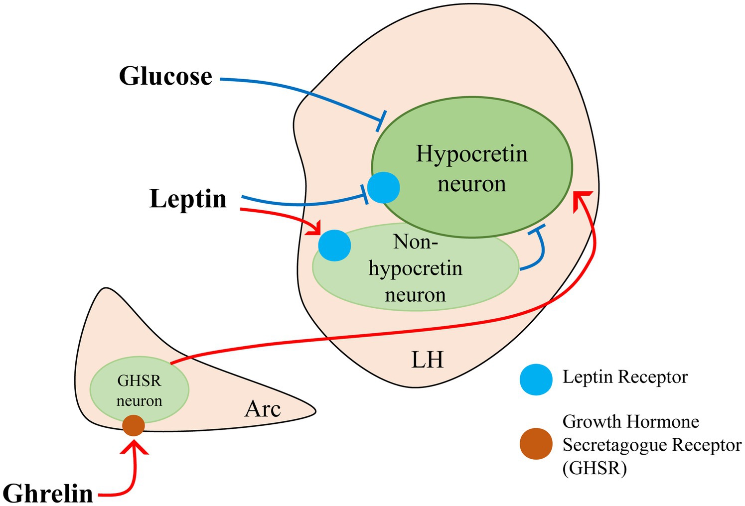 Diagram illustrating interactions between ghrelin, glucose, and leptin on neurons. Ghrelin targets GHSR neurons in the arcuate nucleus (Arc), with red arrows indicating its pathway. Glucose inhibits hypocretin neurons, while leptin affects non-hypocretin neurons in the lateral hypothalamus (LH). Leptin receptors and GHSR are marked with blue and brown dots, respectively.