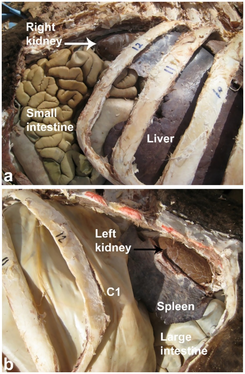 Dissection images highlighting internal organs. Image a shows the right kidney, small intestine, and liver beneath exposed ribs labeled eleven and twelve. Image b displays the left kidney, spleen, large intestine, and C1 organ with surrounding rib structures.