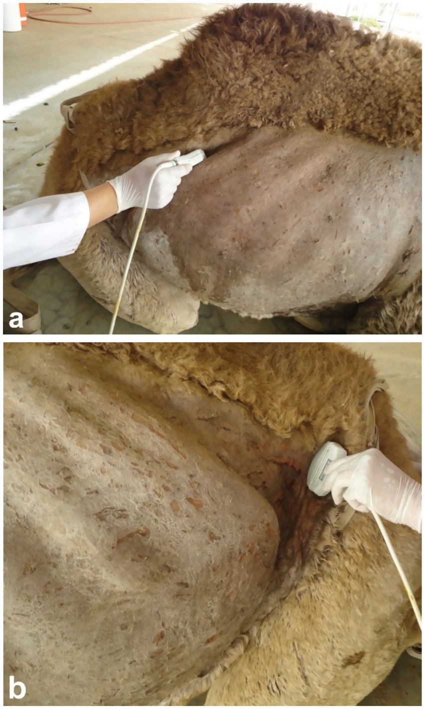 A person wearing white gloves performs an ultrasound on a camel's abdomen in two images. The camel has a thick, coarse coat, and the ultrasound probe is pressed against its body, one gloved hand holding the probe in each image. Image a shows a broader view, and image b is a closer perspective.