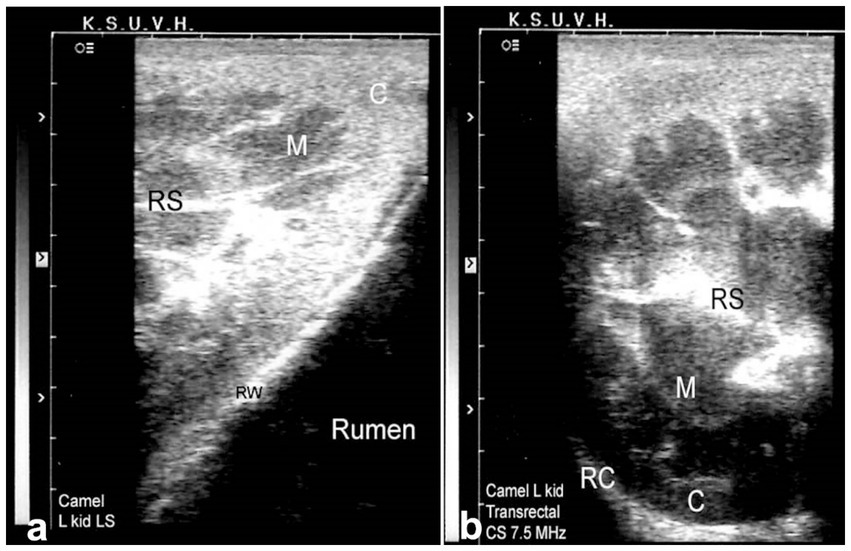 Ultrasound images of a camel’s left kidney. Panel a shows a longitudinal section with labels: RS, M, C, RW, and Rumen. Panel b displays a transverse section labeled as RS, M, RC, and C, using a 7.5 MHz transducer.