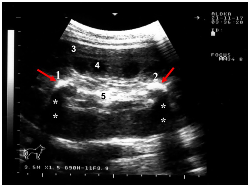 Ultrasound image with labeled areas. Red arrows point to numbers 1 and 2. Numbers 3, 4, and 5 are also labeled on the image, with asterisks indicating specific regions. The top right corner includes a timestamp and technical details. A small outline of a dog is visible in the lower left corner.