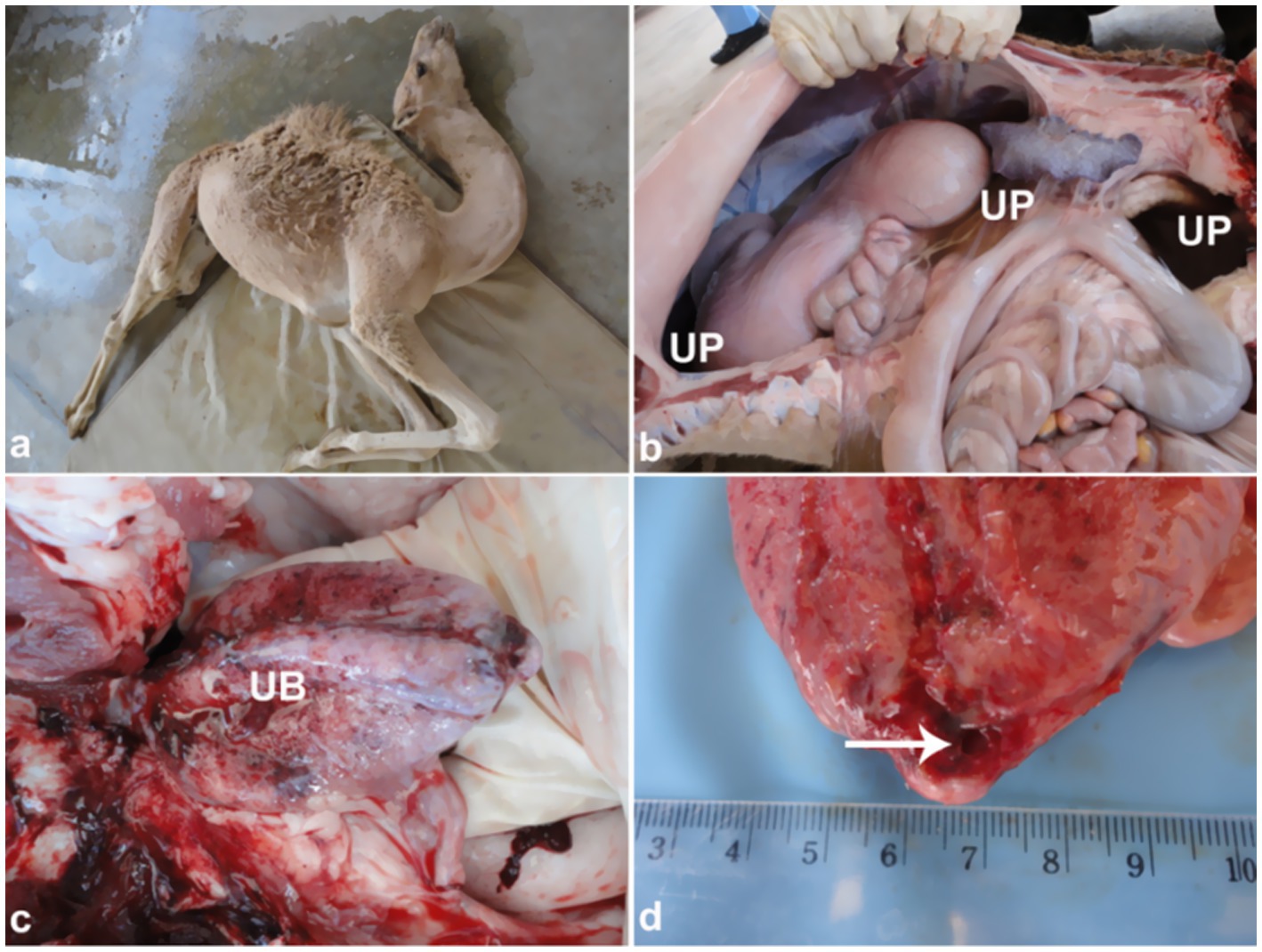 Four-panel image showing:a) A camel lying on a mat. b) Dissection of the camel's abdomen, labeled