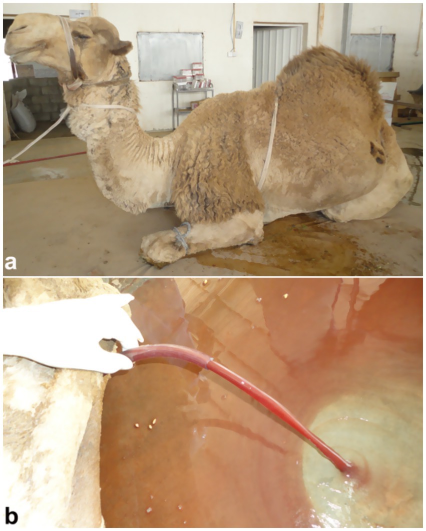 A camel is tethered and seated indoors. Below, a gloved hand holds a tube draining red liquid into a container.