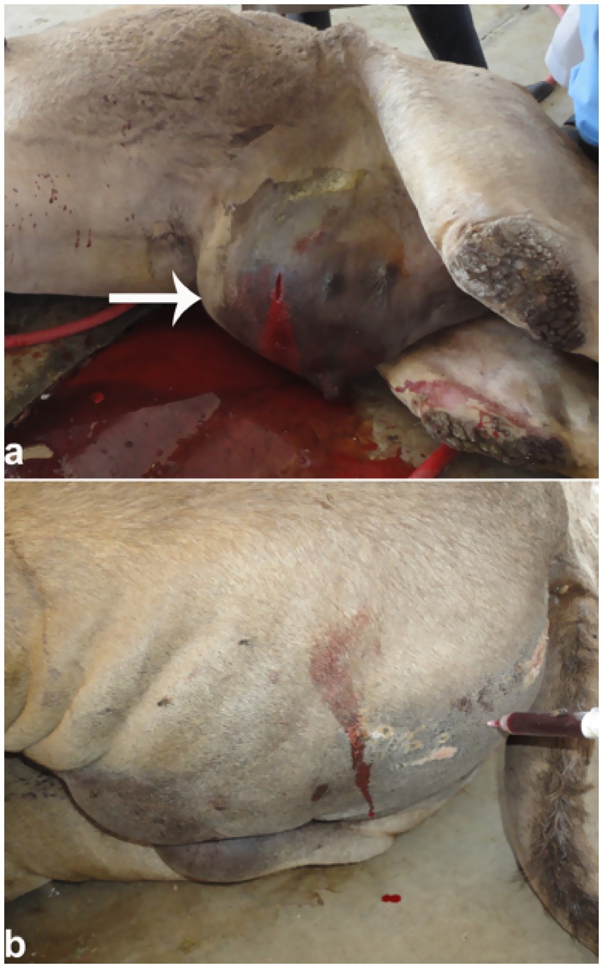 Two-part image showing a swollen area on a cow. Image a shows the cow with a prominent swelling and an arrow indicating the affected area with visible bleeding. Image b shows a closer view of the swelling with blood and an injecting needle.