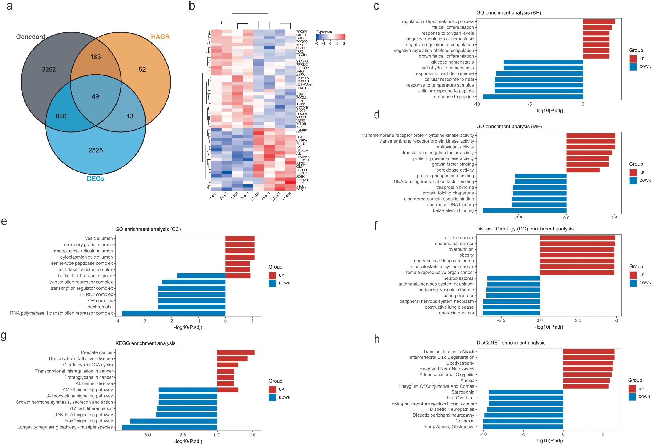 A set of graphs displaying various data analyses: (a) A Venn diagram showing overlaps among Genecard, DEGs, and HAGR. (b) A heatmap depicting gene expression with color gradients from blue to red. (c) Gene Ontology (GO) enrichment analysis of biological processes (BP) with a bar chart indicating up/down-regulation. (d) GO enrichment analysis of molecular functions (MF). (e) GO enrichment analysis of cellular components (CC). (f) Disease Ontology (DO) enrichment analysis. (g) KEGG enrichment analysis. (h) DisGeNET enrichment analysis, all with similar bar charts for up and down regulations.