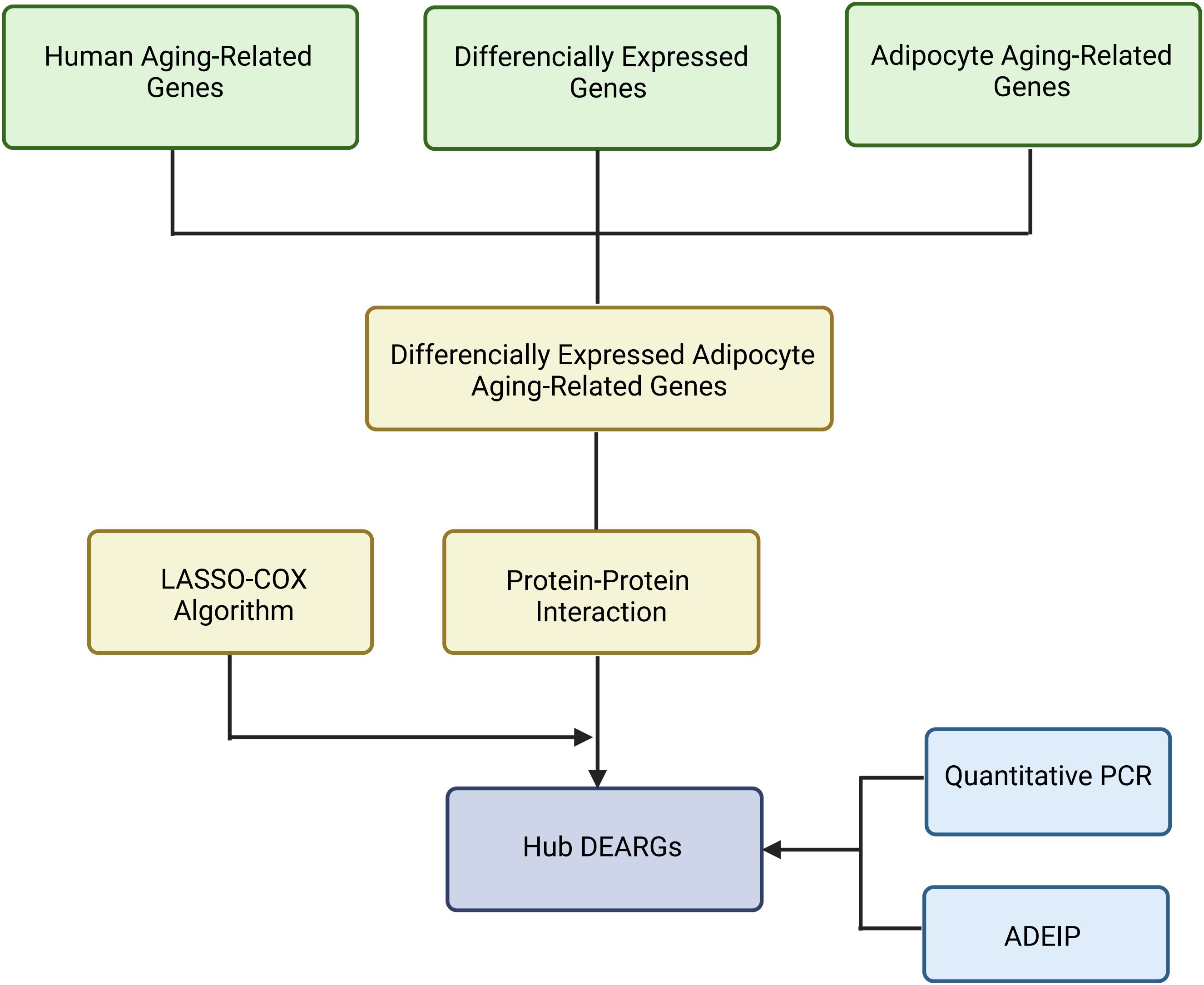Flowchart illustrating the identification of hub DEARGs (Differentially Expressed Adipocyte Aging-Related Genes) starting with three inputs: Human Aging-Related Genes, Differentially Expressed Genes, and Adipocyte Aging-Related Genes. These converge into Differentially Expressed Adipocyte Aging-Related Genes, which are further processed by LASSO-COX Algorithm and Protein-Protein Interaction analysis. The resultant hub DEARGs are validated through Quantitative PCR and ADEIP.