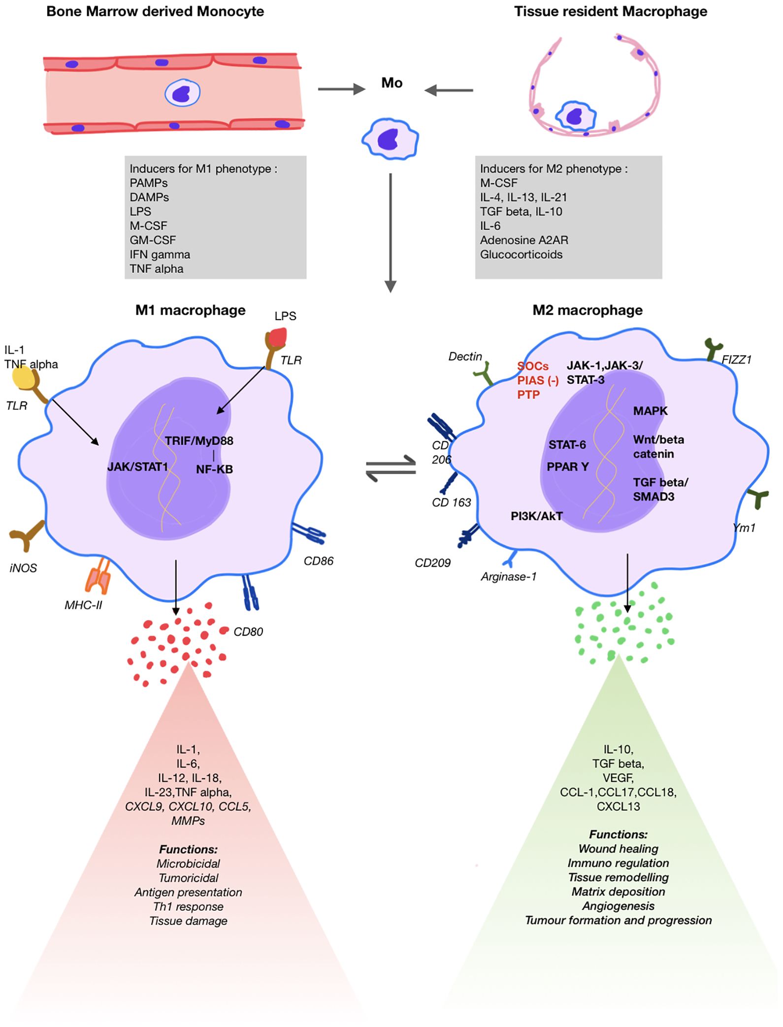 Diagram illustrating the different origins and differentiation of macrophages. It shows two pathways: M1 macrophages induced by factors like PAMPs and TNF alpha, involved in microbial and tumoricidal functions, and M2 macrophages infuenced by IL-4 and TGF beta, associated with wound healing and immunoregulation. Surface markers, key pathways like IL-6, JAK-STAT signaling, and PI3K/Akt pathways and the biological funcions are specified for each type.
