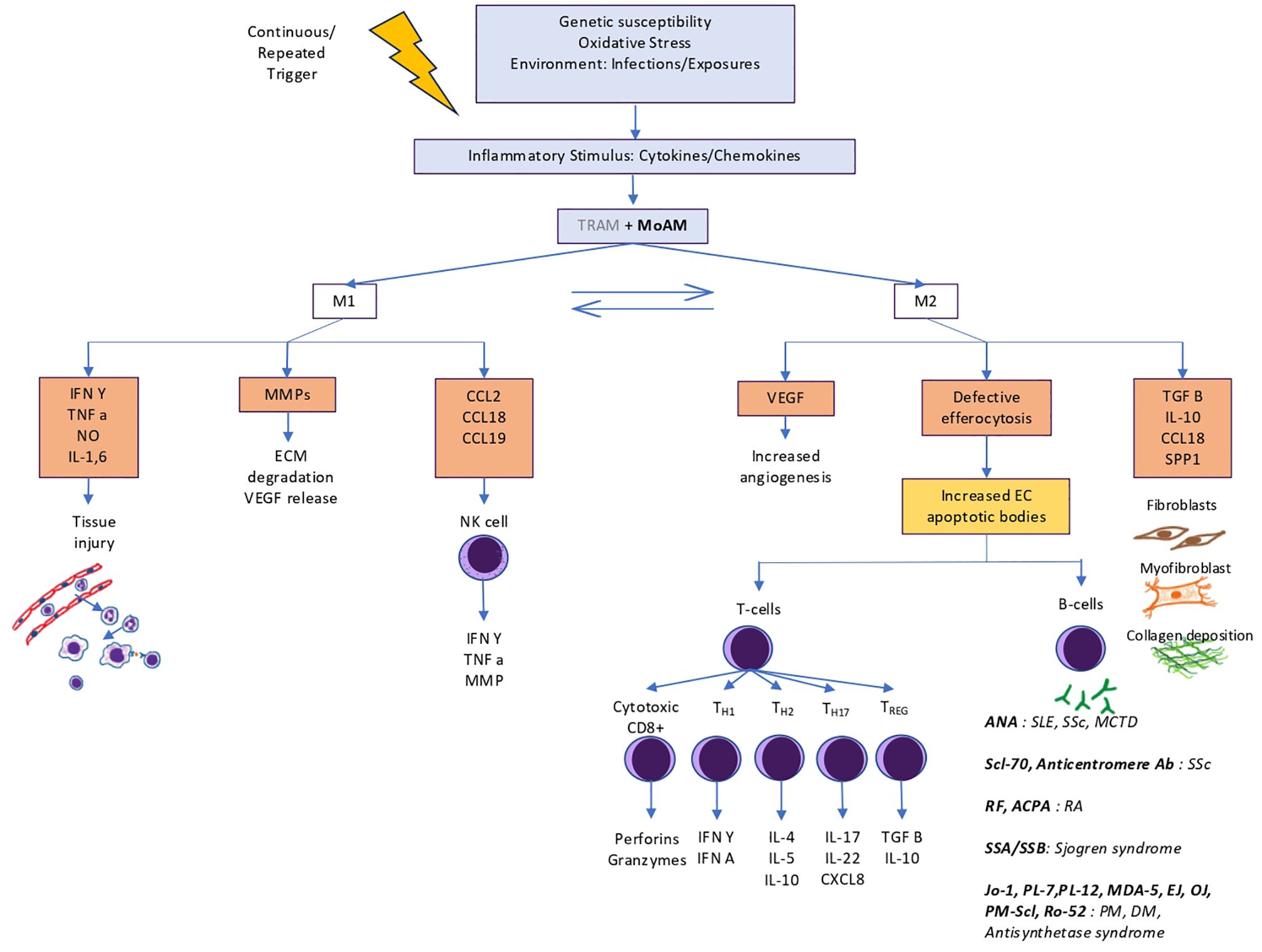 Flowchart depicting the pathway from genetic susceptibility and environmental factors leading to inflammation. It shows M1 and M2 macrophage activation. M1 leads to tissue injury, ECM degradation, and NK cell activation. M2 leads to increased angiogenesis, defective efferocytosis, increased apoptotic bodies, and fibroblast activation, potentially leading to autoimmune diseases like SLE, SSc, and rheumatoid arthritis. Key elements include cytokines, chemokines, and immune cells like T-cells and B-cells, highlighting their roles in immunopathogenesis and disease manifestations.