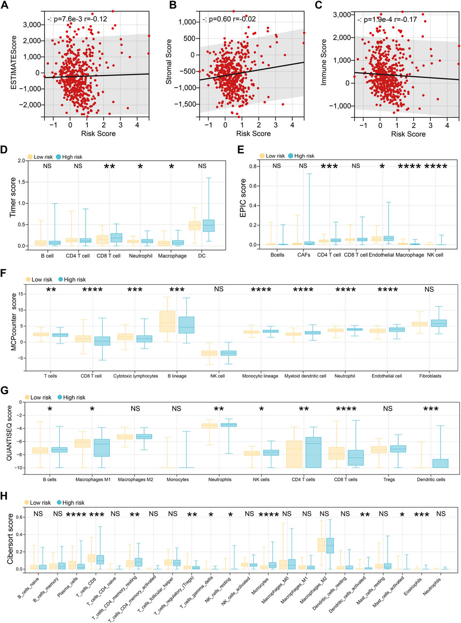 Graphs A to C show scatter plots correlating risk scores with ESTIMATE, stromal, and immune scores, respectively, with differing statistical significance and correlations. Graphs D to H present box plots comparing low and high risk groups across various cell types using TIMER, EPIC, MCPcounter, QUANTISEQ, and CIBERSORT scores, indicating significant differences marked by asterisks.