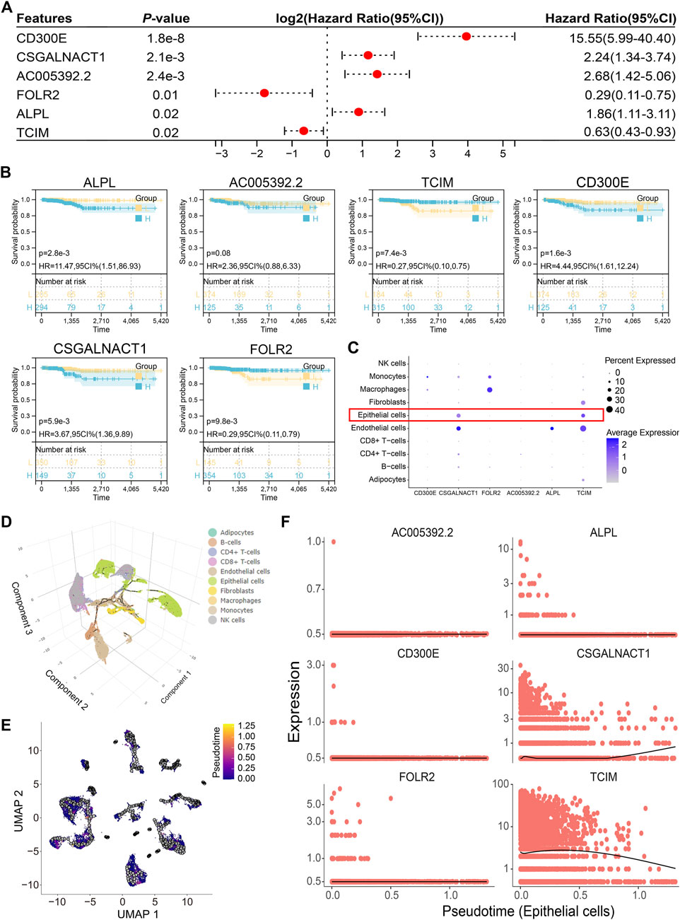 A composite image shows genomic and statistical data. Panel A presents a forest plot with hazard ratios for features like CD300E. Panel B includes survival curves for features such as ALPL and TCIM, showing group comparisons. Panel C is a dot plot illustrating gene expression across cell types, highlighting epithelial cells. Panel D depicts a three-dimensional UMAP clustering of cell types, color-coded. Panel E shows a two-dimensional UMAP plot colored by pseudotime. Panel F contains scatter plots of gene expression against pseudotime for features like AC005392.2 and CD300E.
