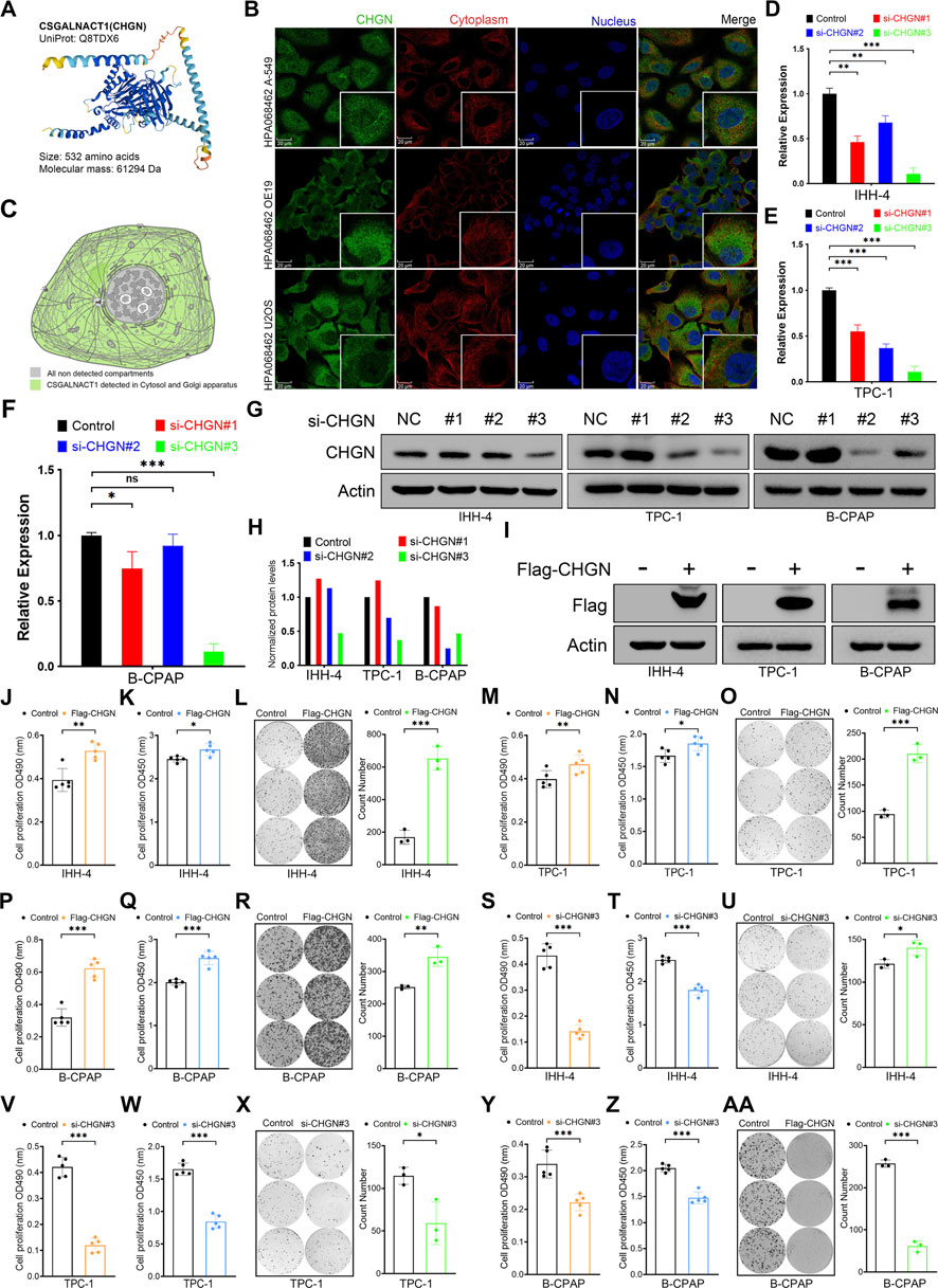 Scientific diagrams and graphs showing the effects of different CHGN variants on cellular components and expressions. Panel A includes a protein structure and molecular information of CSGALNACT1. Panel B presents fluorescence microscopy images highlighting CHGN, cytoplasm, and nucleus with a merge view. Panels D, E, and F show bar graphs of relative expression levels. Panels G and I present Western blot analyses. The remaining panels display bar graphs, cell proliferation data, and colony formation assays across different cell lines. Each panel is distinctly labeled, illustrating experimental results and statistical significance.