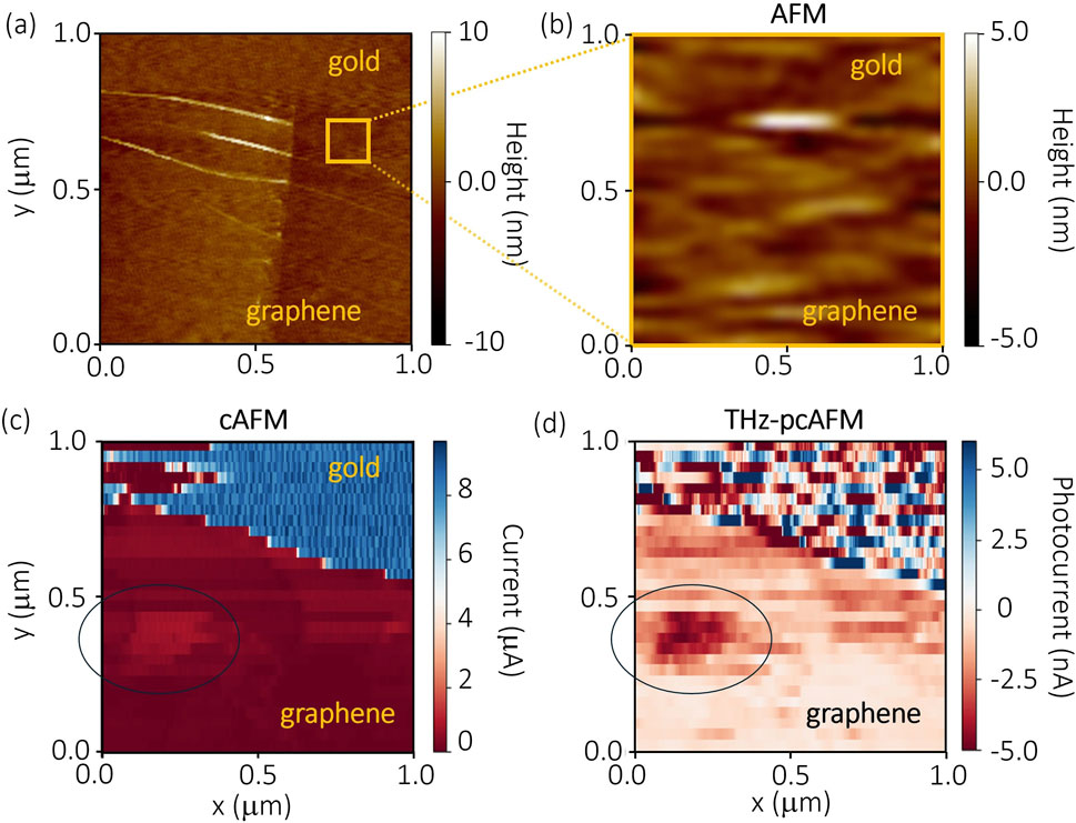 Four panels showing images and data of a graphene and gold sample using different techniques. (a) and (b) are atomic force microscopy images showing varying heights with color gradients. (c) is a conductive AFM image with a color scale representing current intensity in microamperes. (d) is a terahertz photocurrent AFM image showing photocurrent in nanoamperes. Graphene and gold regions are labeled in each panel.
