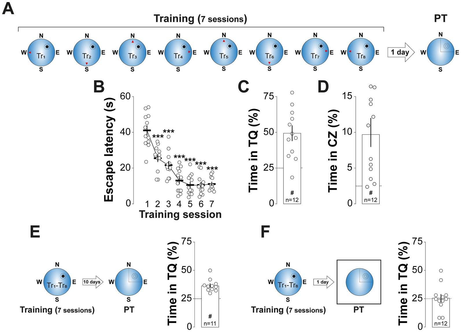 Experimental diagram showing a training protocol for spatial navigation. Panel A depicts the sequence of eight training sessions (Tr1-Tr8) in a circular pool, followed by a probe test (PT) after one day. Panel B illustrates a graph of escape latency over seven sessions, showing significant improvements. Panels C and D show bar charts of time spent in the target quadrant (TQ) and central zone (CZ) for 12 subjects. Panel E displays a similar training setup over 10 days, with time in TQ after PT for 11 subjects. Panel F shows a weekly cycle with time in TQ for 12 subjects.