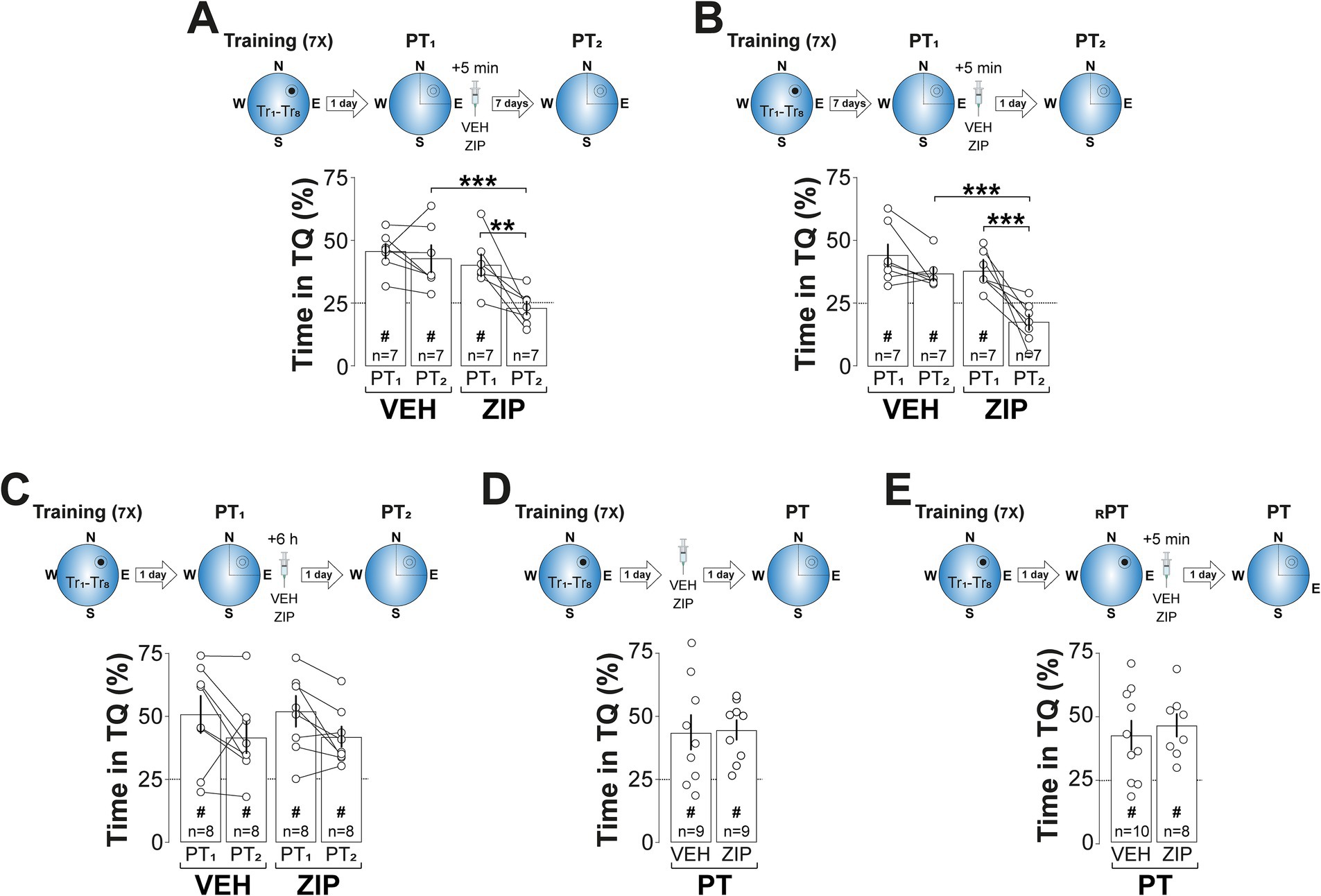 Graphs A to E depict time spent in a target quadrant (TQ) during different phases (PT₁, PT₂, PT) after training over seven sessions. Groups receive vehicle (VEH) or ZIP injections at varied intervals. Each graph includes a visual representation of the experimental setup and participant details (#n). Statistical significance is indicated with asterisks, showing differences in time spent in TQ between VEH and ZIP groups. Arrows depict time intervals and directions in procedures.