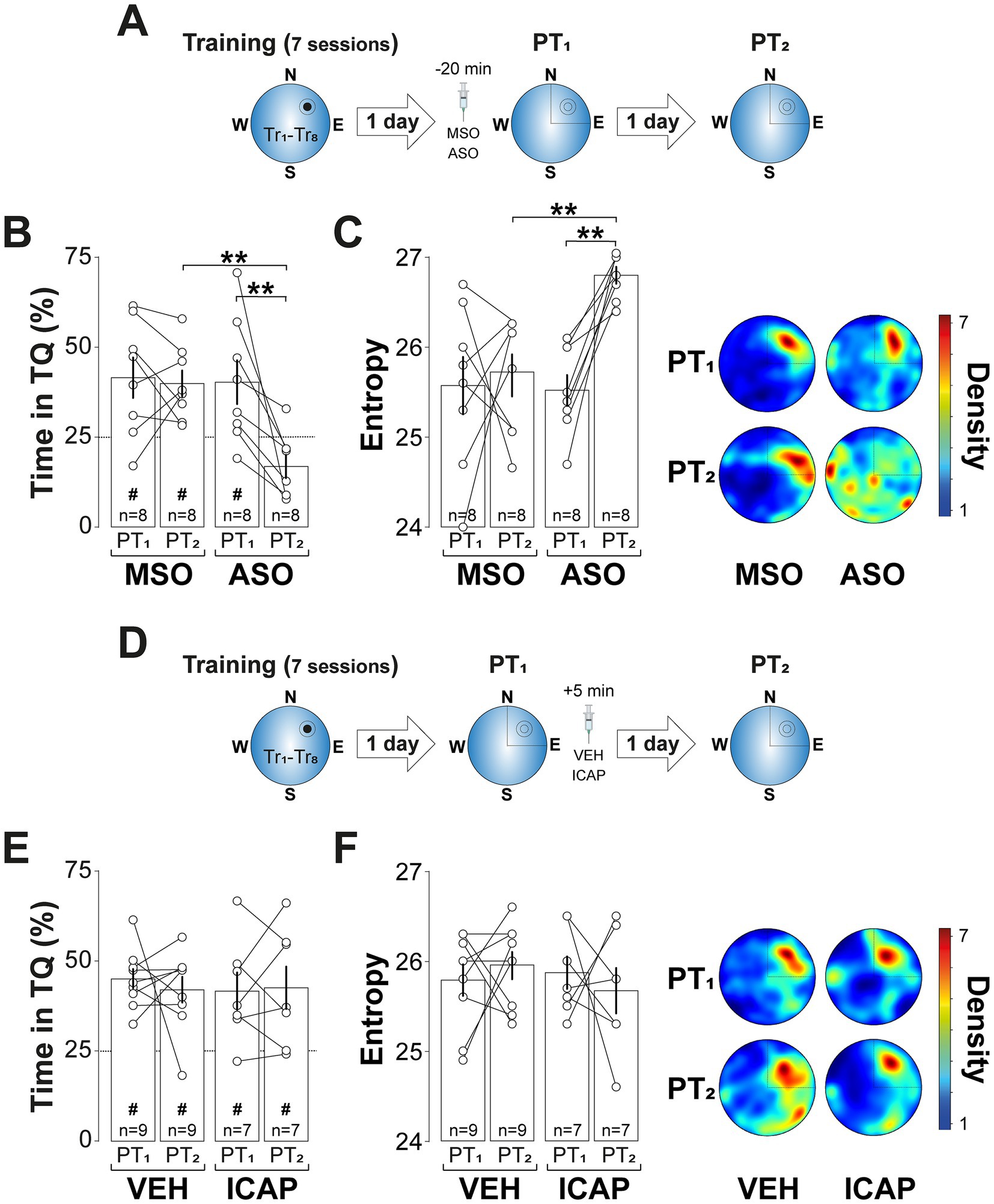 Diagram showing experimental design and results from a behavioral study. Panel A presents the training and test phases involving two test sessions (PT1 and PT2) following administration of MSO and ASO. Panels B and C display bar graphs with individual data points for time in target quadrant (TQ) and entropy, respectively, with statistical significance indicated. A density map accompanies these graphs. Panel D outlines a similar design with VEH and ICAP. Panels E and F show corresponding bar graphs for the VEH and ICAP groups, also with individual data points and density maps illustrating results.