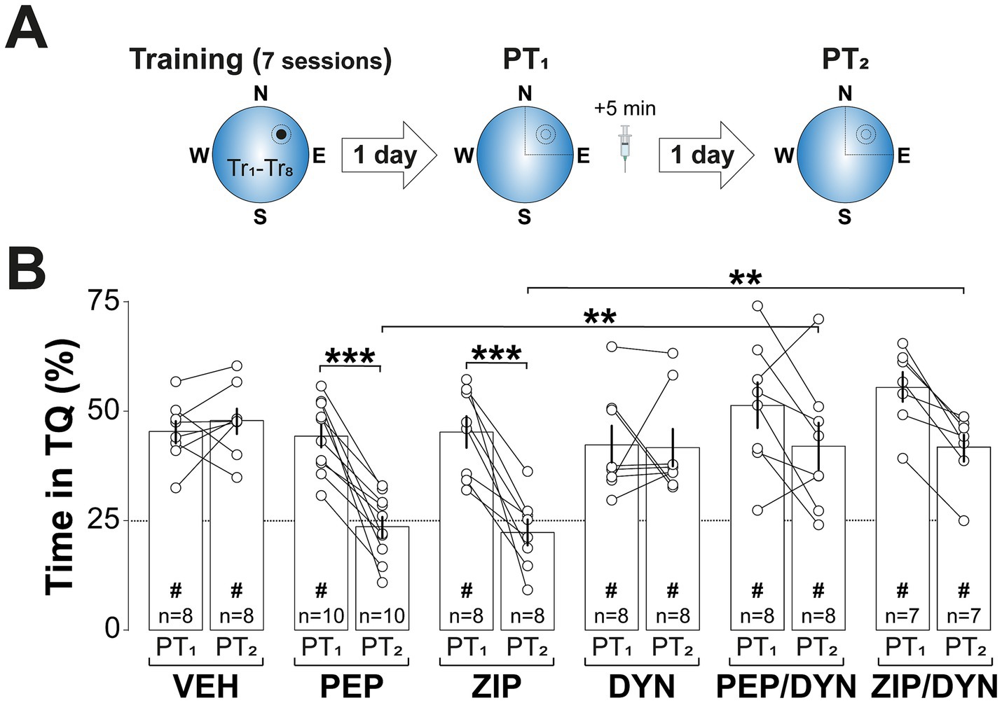 Diagram depicting an experimental timeline and bar graph results. Panel A shows a training schedule over seven sessions, a day lapse, testing phase PT1, a five-minute wait, a day lapse, and testing phase PT2. Panel B presents a bar graph of the percentage of time in TQ across different trial conditions (VEH, PEP, ZIP, DYN, PEP/DYN, ZIP/DYN) with significance annotations.
