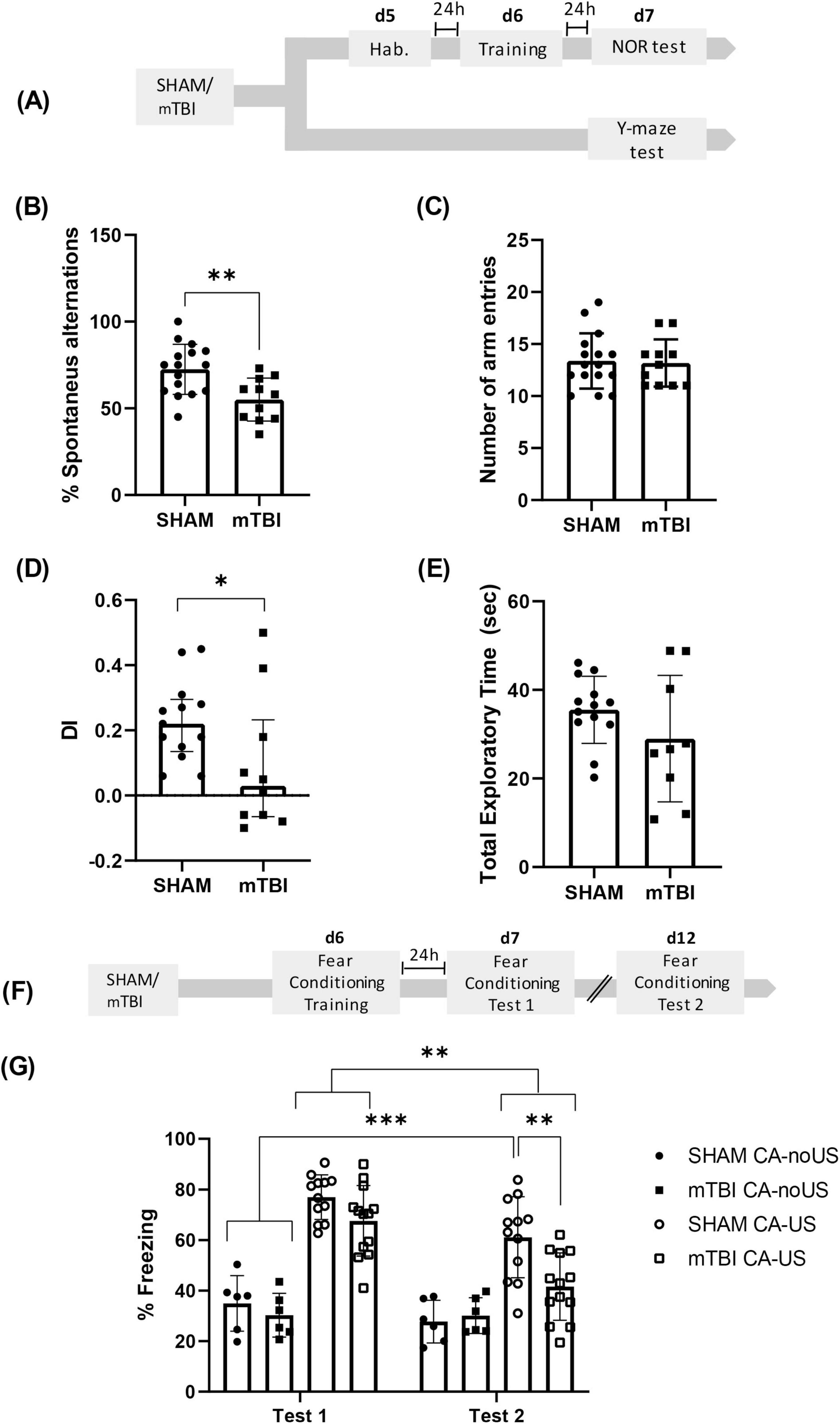 Flowchart and bar graphs depicting experimental procedures and results for SHAM and mTBI groups. (A) Experimental timeline for Y-maze and NOR test. (B) Bar graph showing spontaneous alternations percentage; SHAM higher than mTBI. (C) Arm entries in Y-maze, similar across groups. (D) Discrimination Index (DI) higher in SHAM. (E) Total exploratory time, SHAM slightly higher. (F) Timeline for fear conditioning tests. (G) Bar graphs of freezing percentage, SHAM groups generally show higher freezing. Significance indicated with asterisks.
