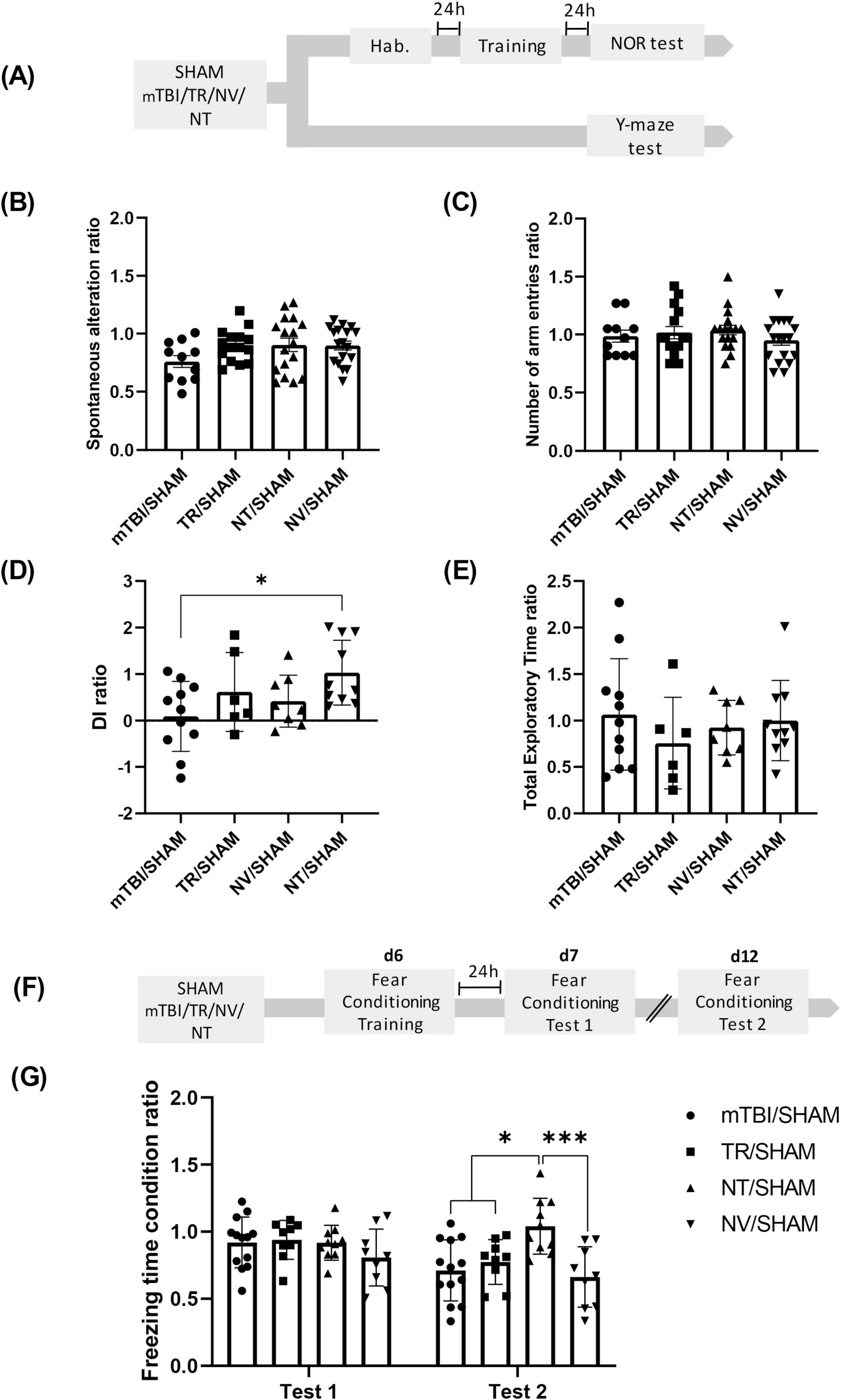 Diagram illustrating an experimental procedure and results through graphs labeled A to G. (A) outlines the experimental timeline indicating habituation, training, and testing phases. (B) shows a bar graph of spontaneous alteration ratios across different groups, all hovering around 1.0. (C) displays arm entry ratios with similar results. (D) depicts DI ratios, with a significant difference marked between groups. (E) indicates varying total exploratory time ratios. (F) details the timeline for fear conditioning tests. (G) presents freezing time ratios, highlighting significant differences between groups across two tests.