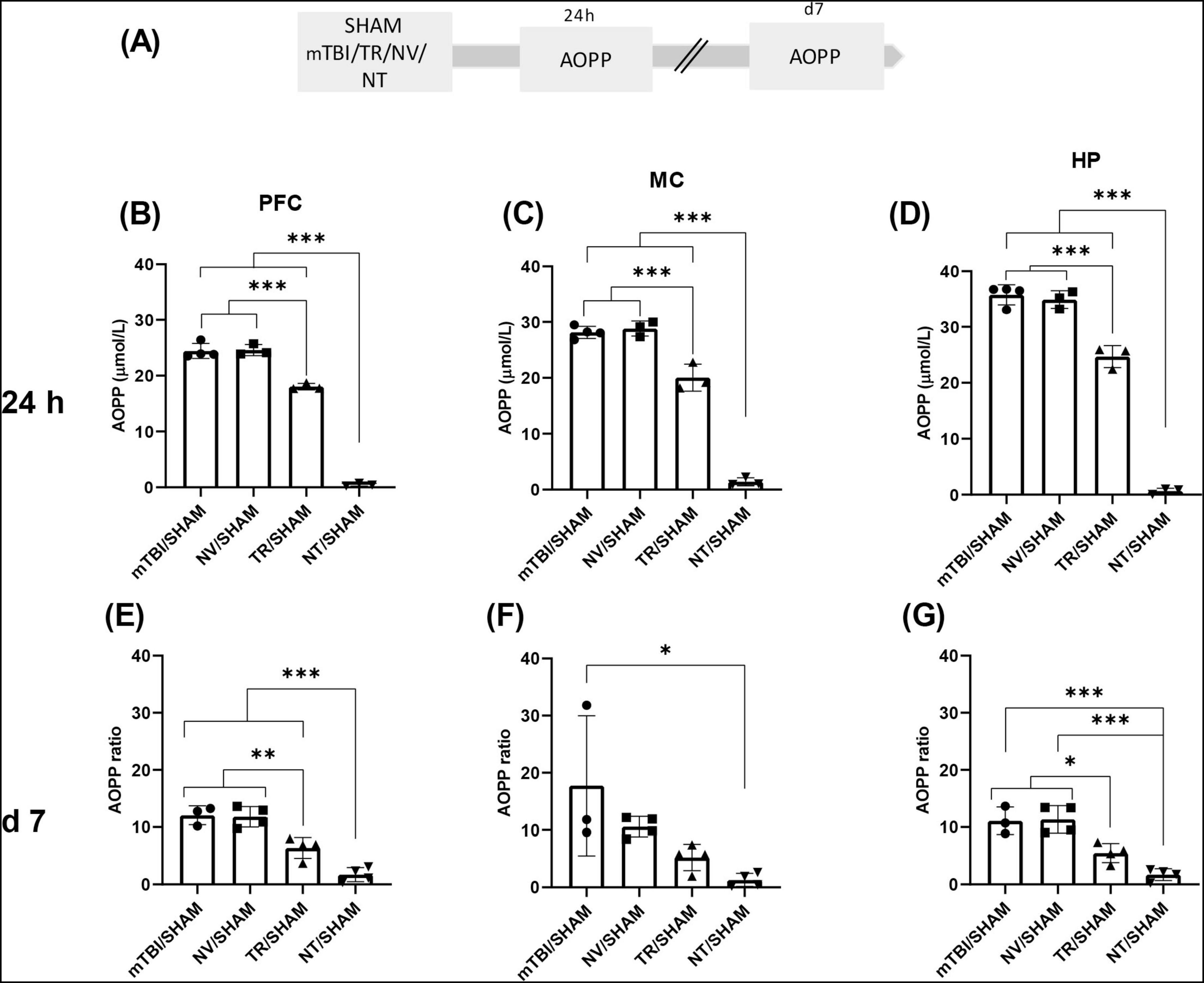 Diagram (A) shows an experimental timeline involving sham, mTBI/TR/NV/NT with AOPP measurement at 24 hours and 7 days. Graphs (B-D) display AOPP levels in μmol/L at 24 hours for PFC, MC, and HP. Graphs (E-G) present AOPP ratios at day 7 for the same regions. Data show statistically significant differences with annotations (*, **, ***) between treatment groups: mTBI/SHAM, NV/SHAM, TR/SHAM, NT/SHAM. Bars represent means with individual data points.