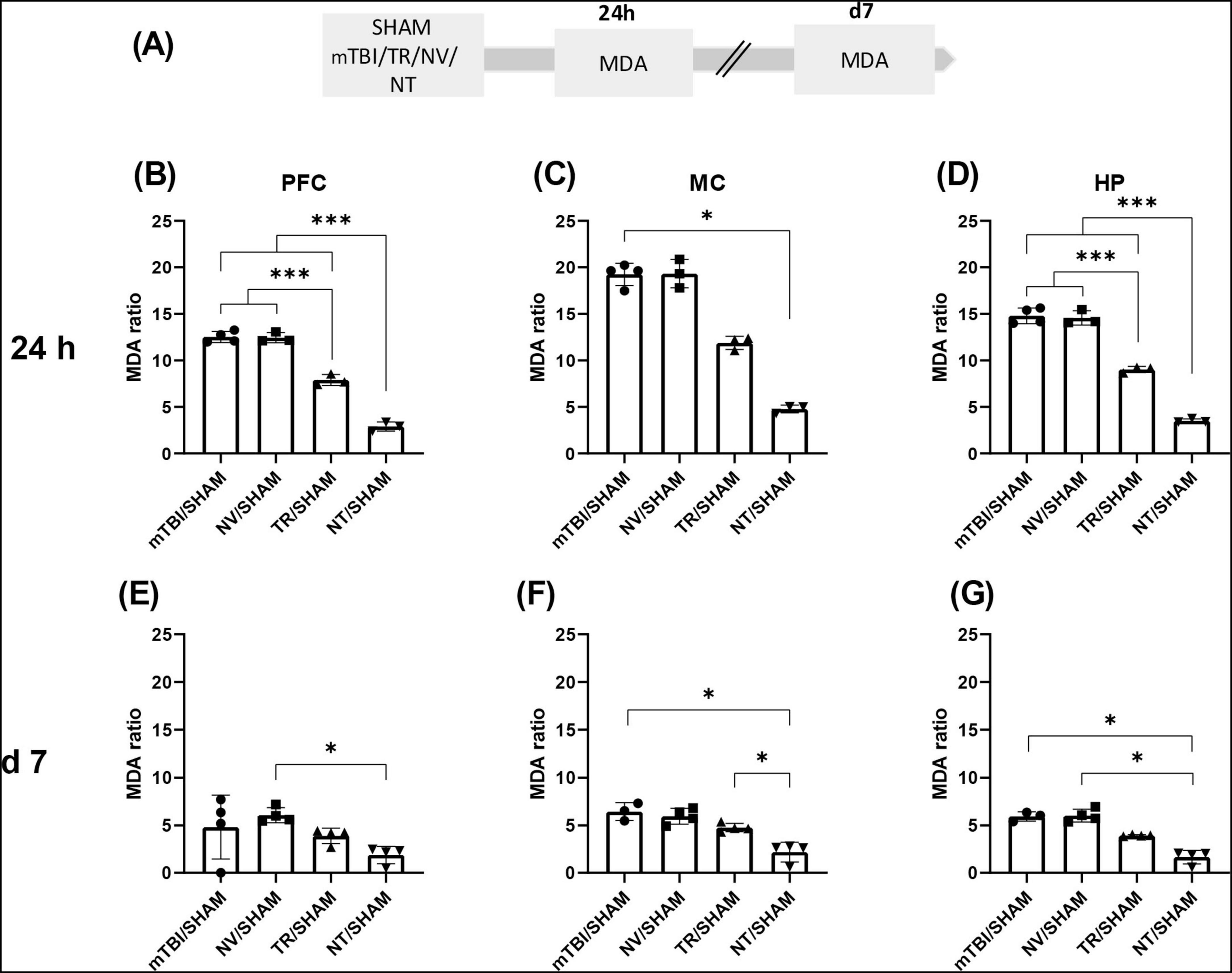 Bar graphs show MDA ratios at 24 hours and 7 days across different brain regions: PFC, MC, and HP. At 24 hours, there are significant differences in MDA ratios in PFC and HP. At 7 days, MDA ratios are lower, with some significant differences in each region. Statistical significance is marked with asterisks for different comparisons. A flowchart at the top outlines experiment timing.